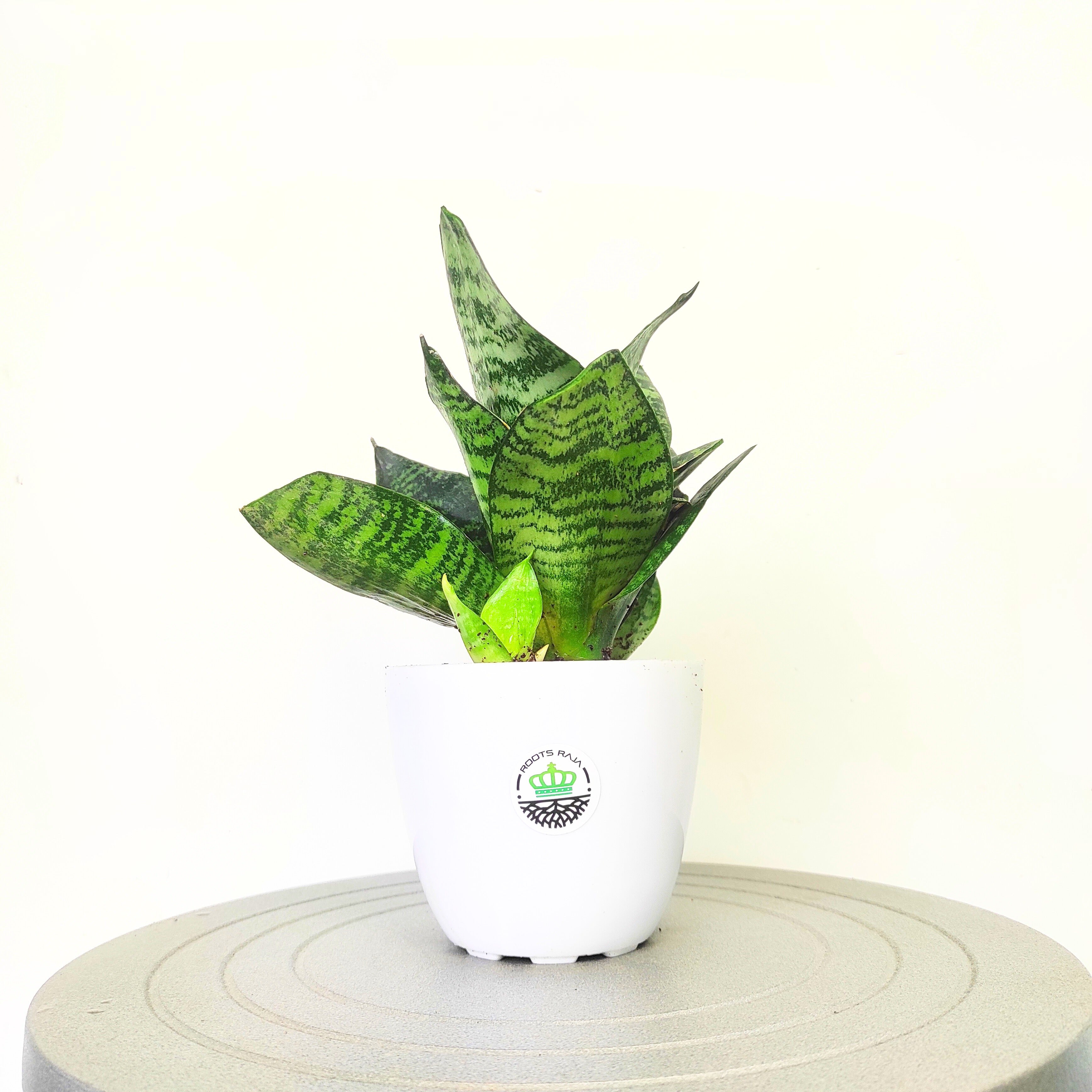 Sansevieria Collection: