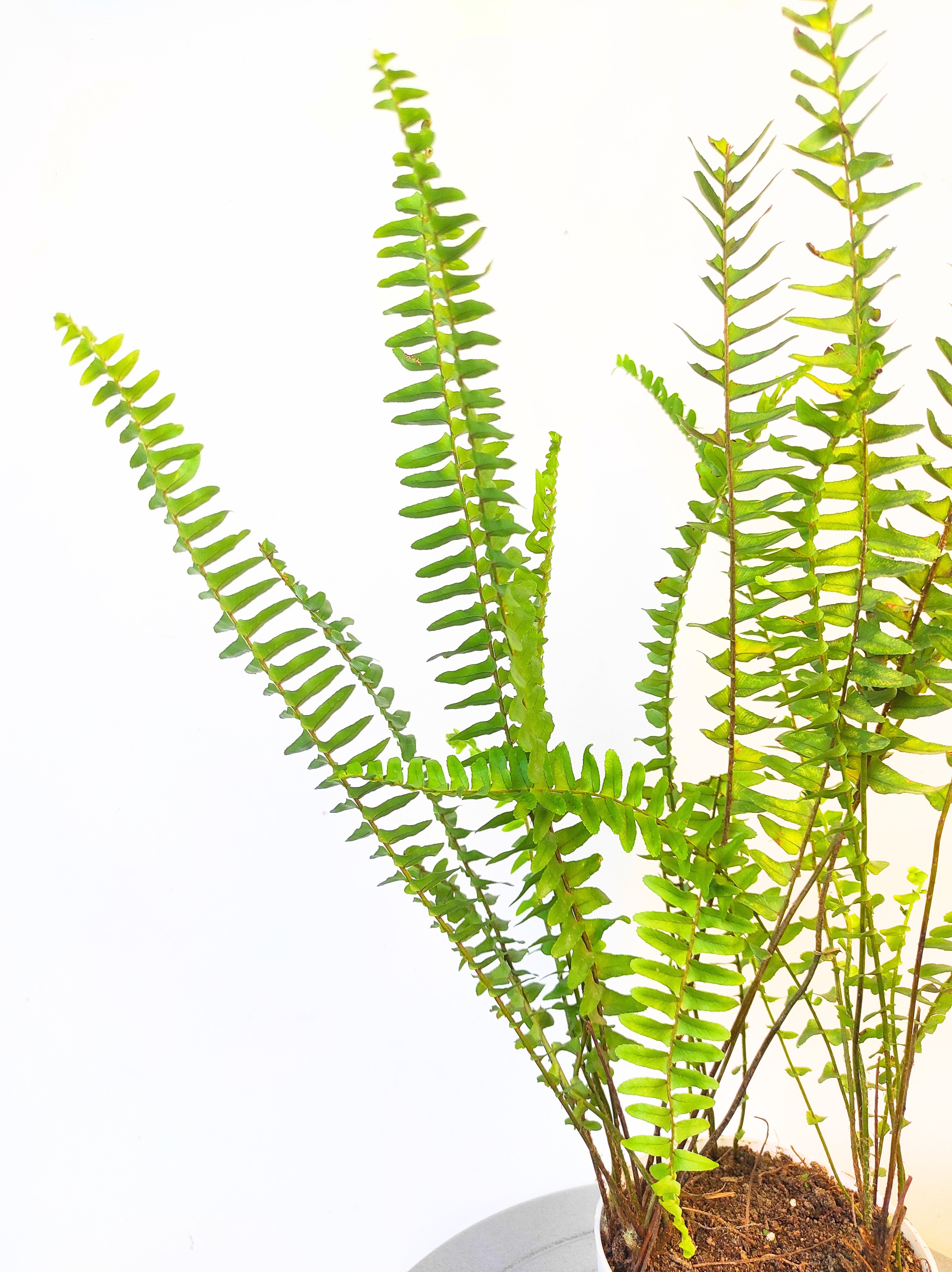 Fern Green