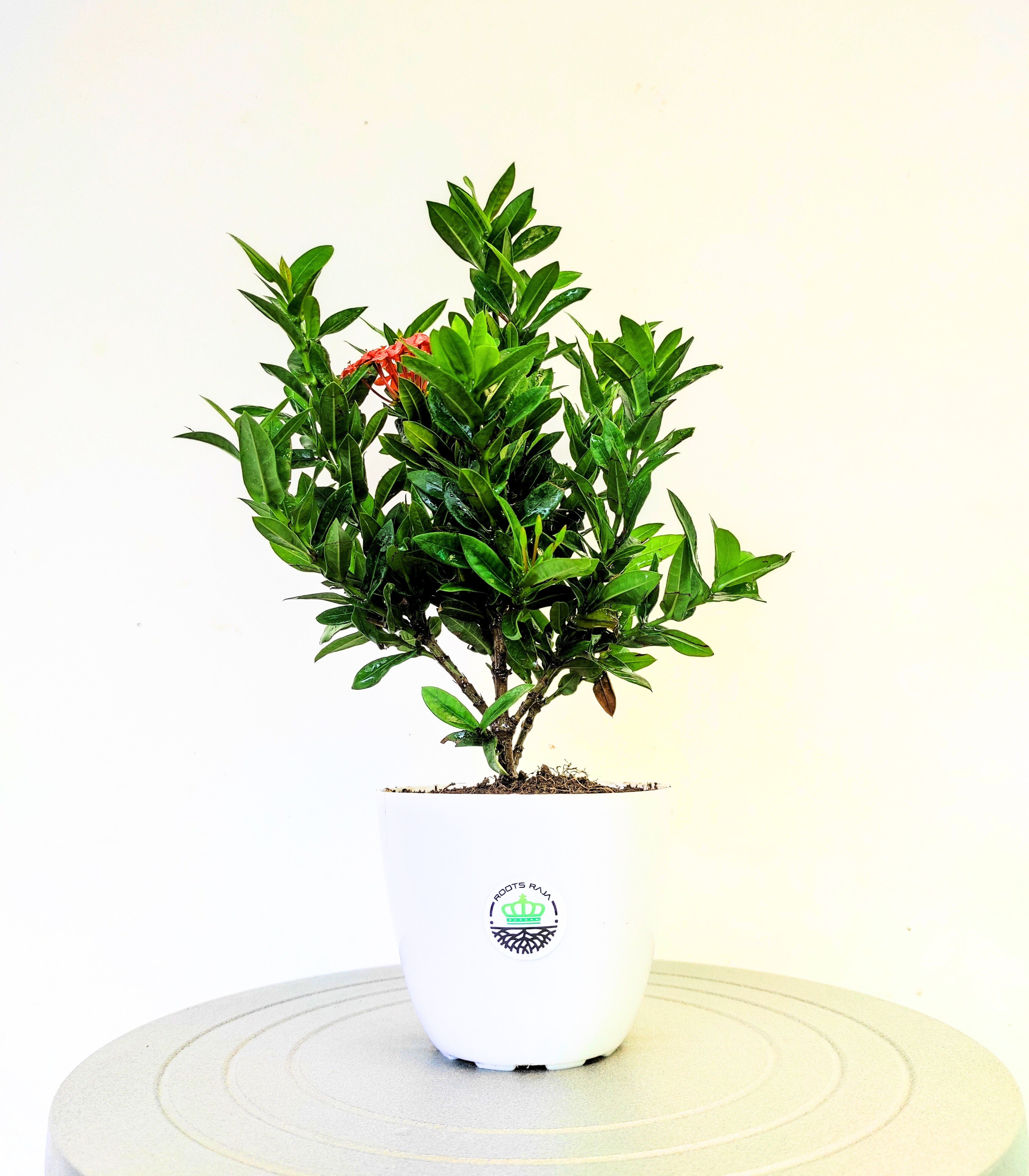 Ixora (Red)