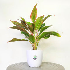 Aglaonema 'Green Lipstick'