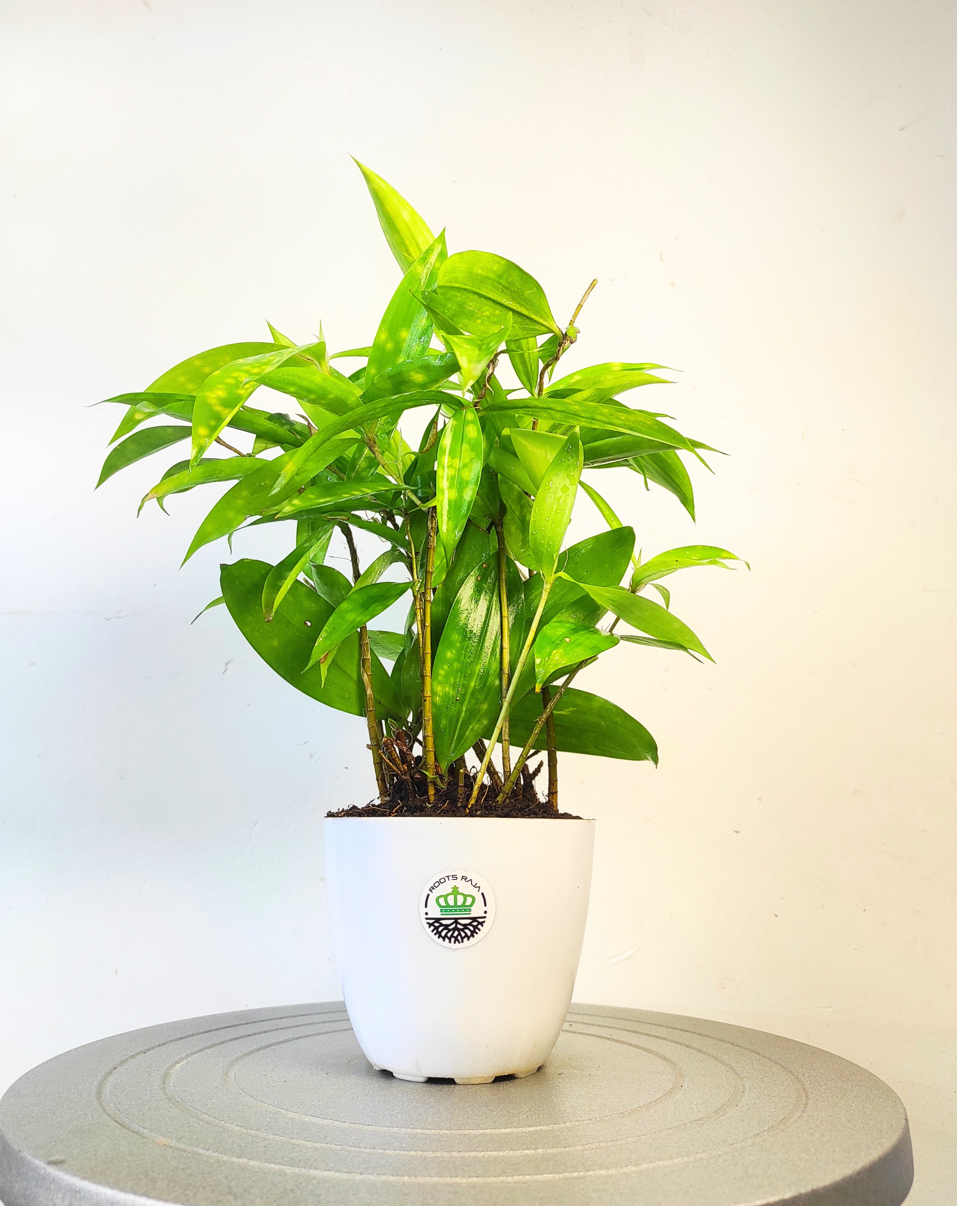 milky way dracaena Dracaena Milky Way, Elegant Indoor Plant for Stylish Green Spaces – rootsraja.in