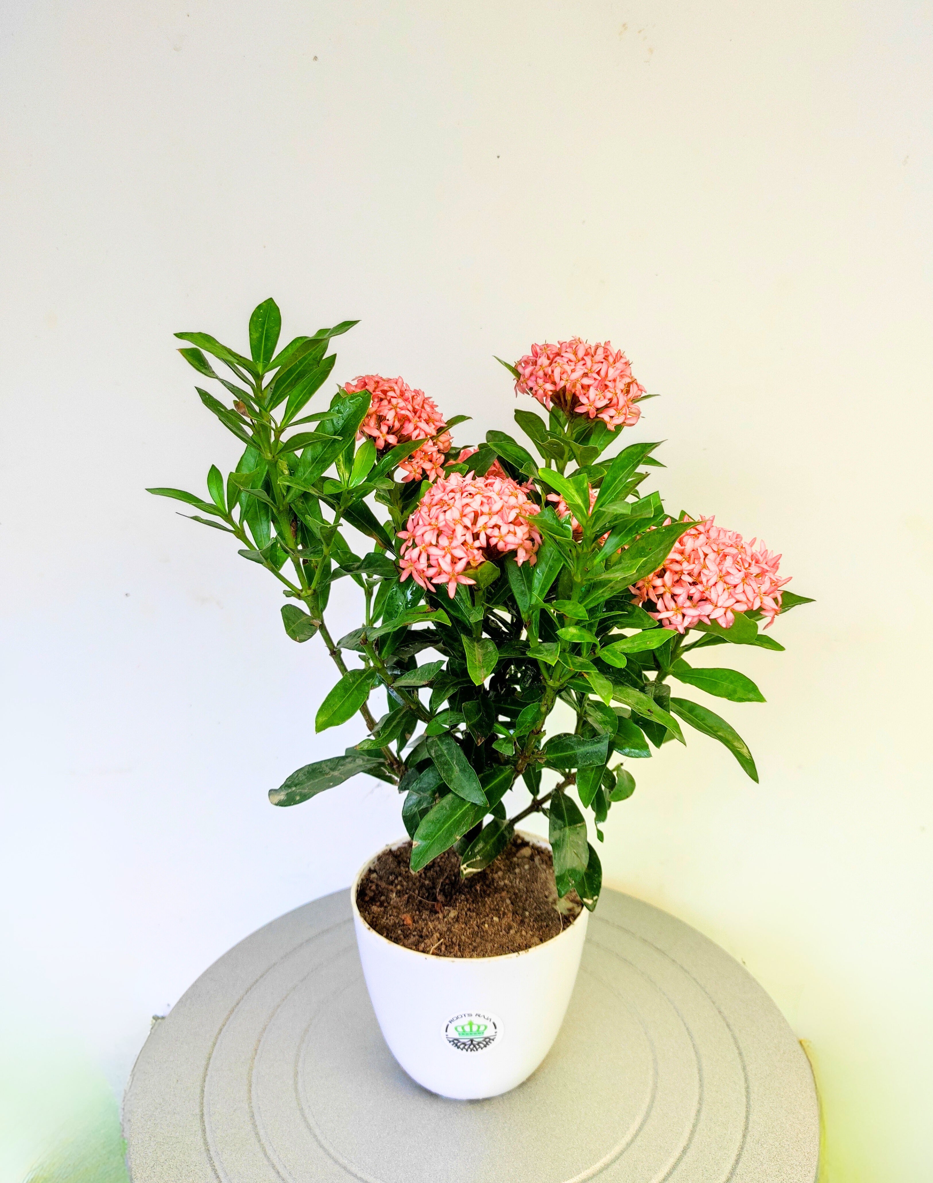 Ixora (Pink)