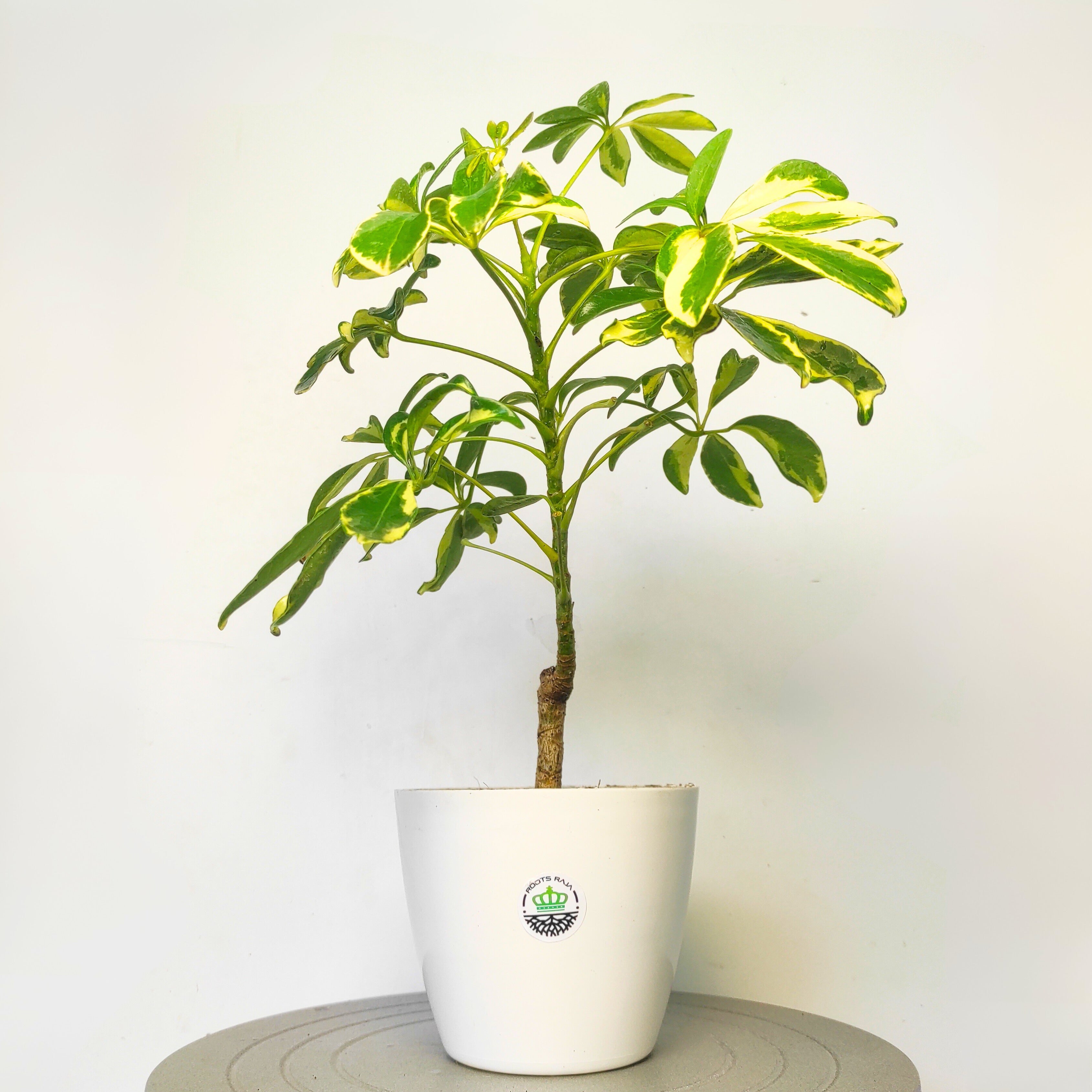 Schefflera Plant