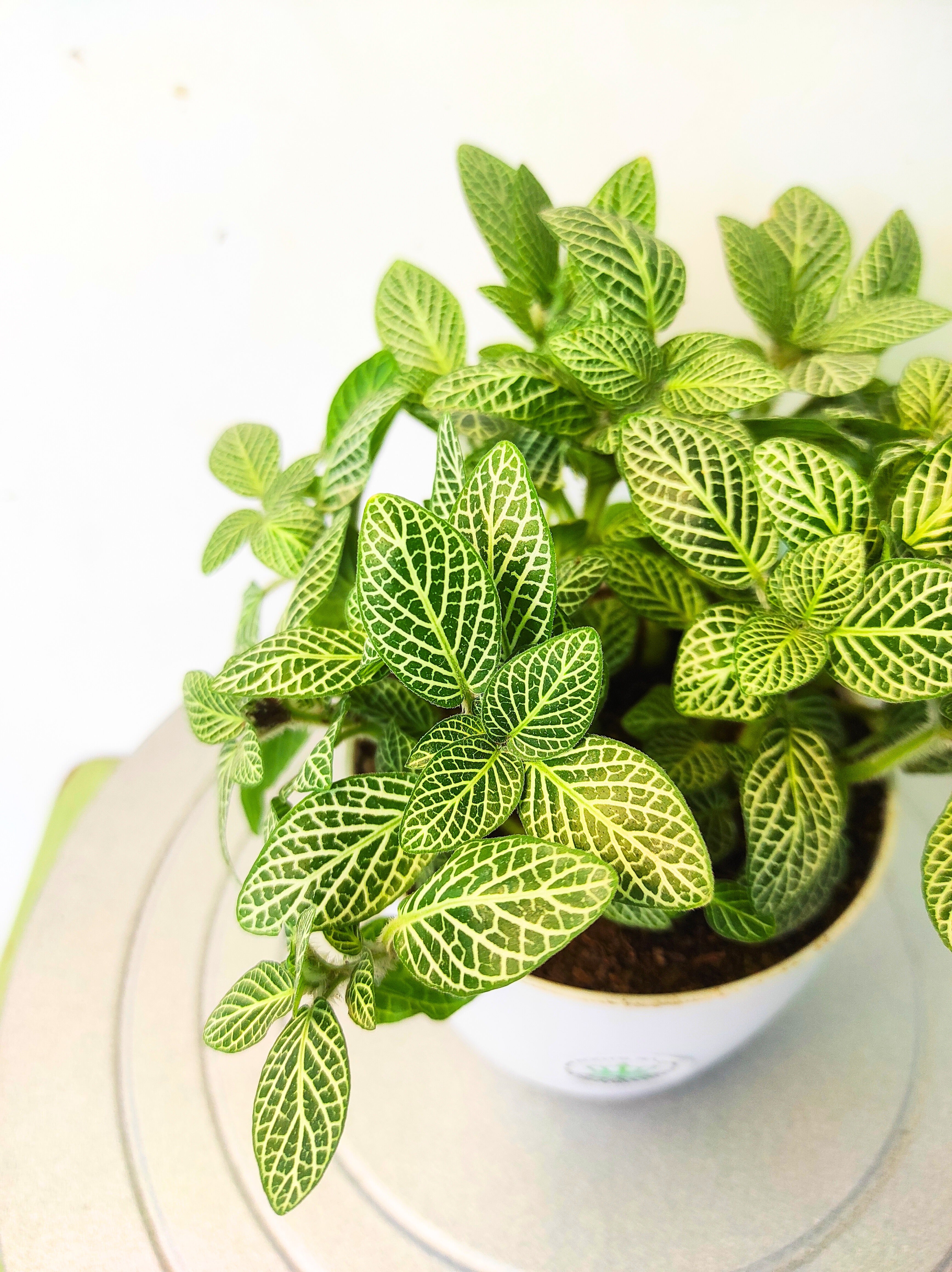 Fittonia Green