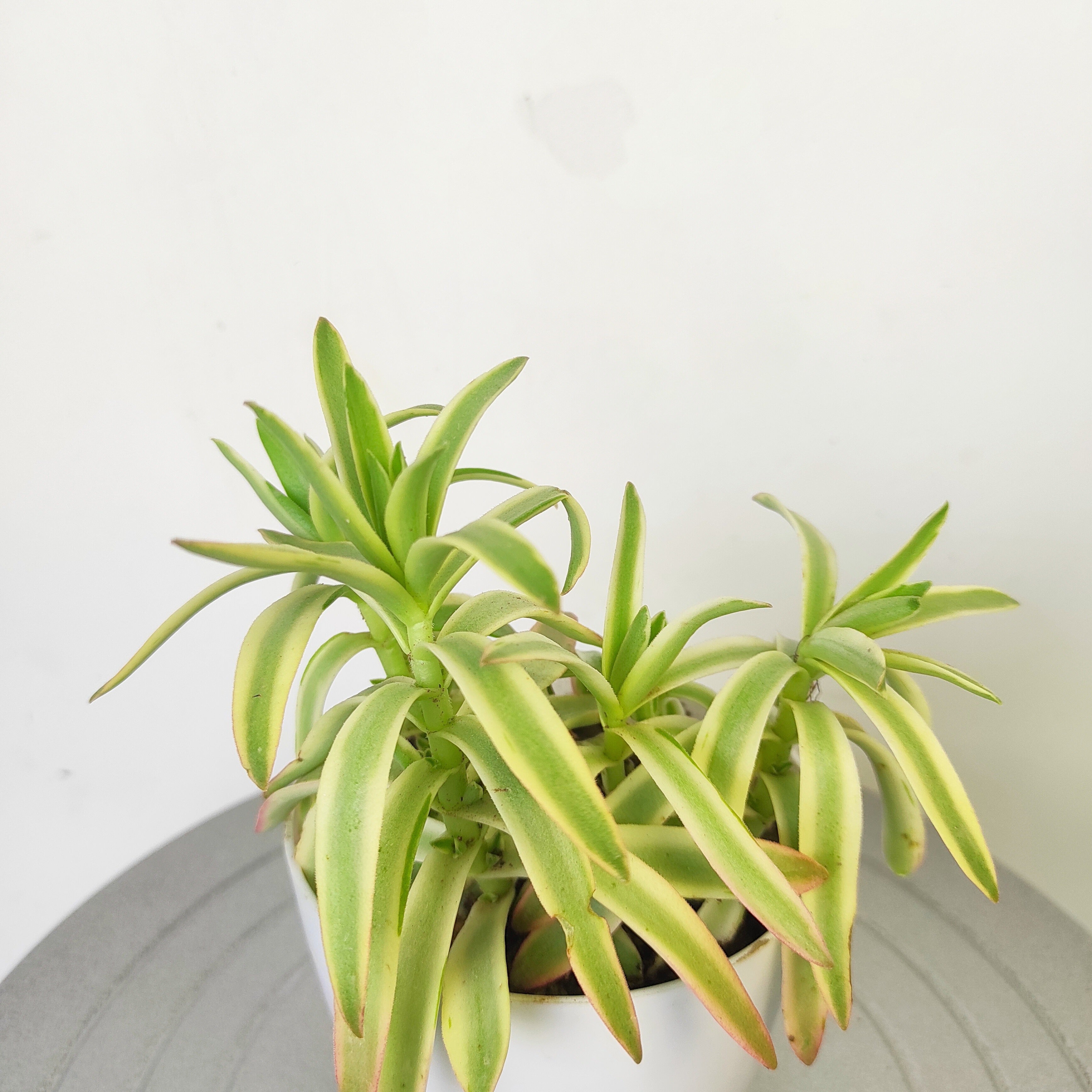 Crassula Campfire Variegated