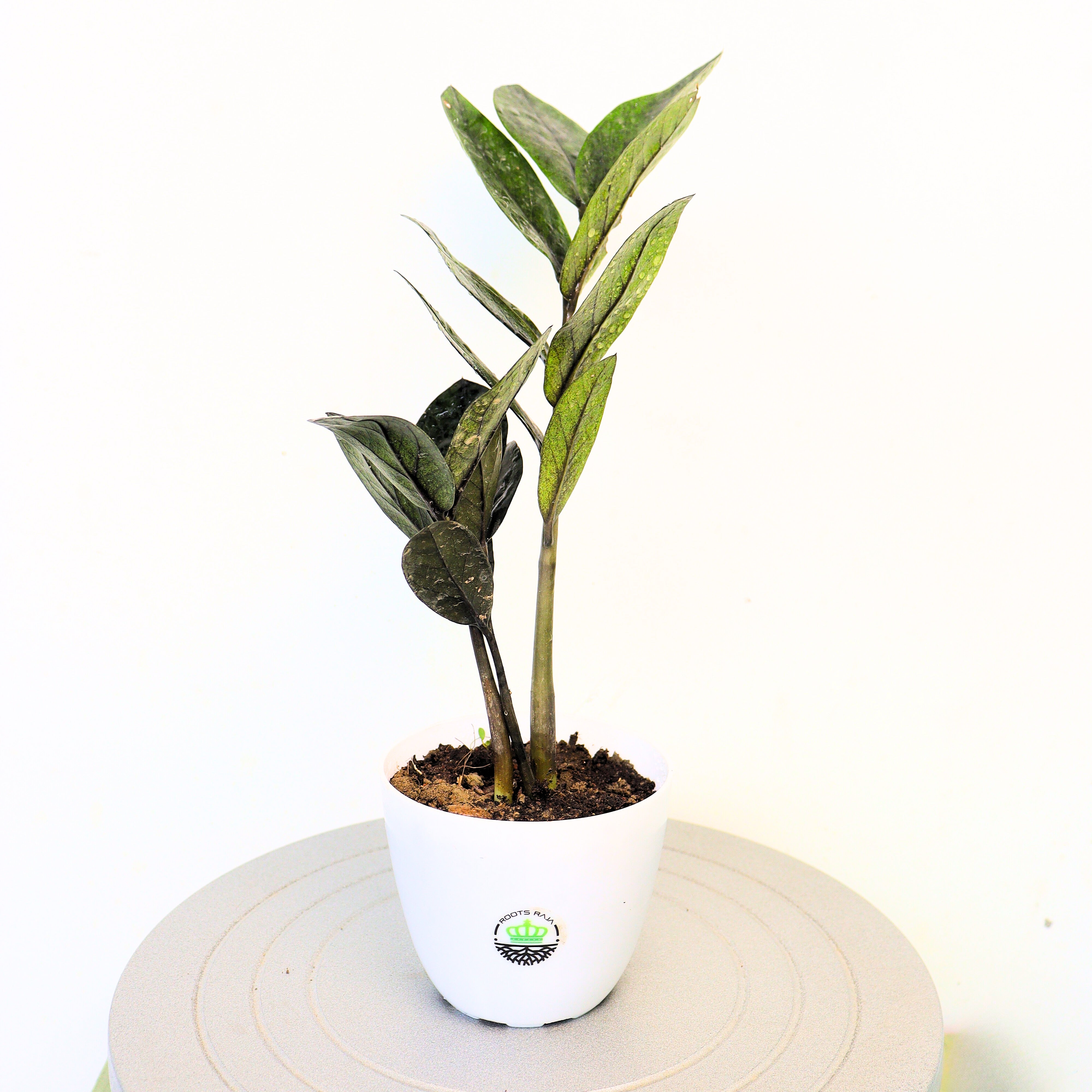 ZZ Plant Raven Black