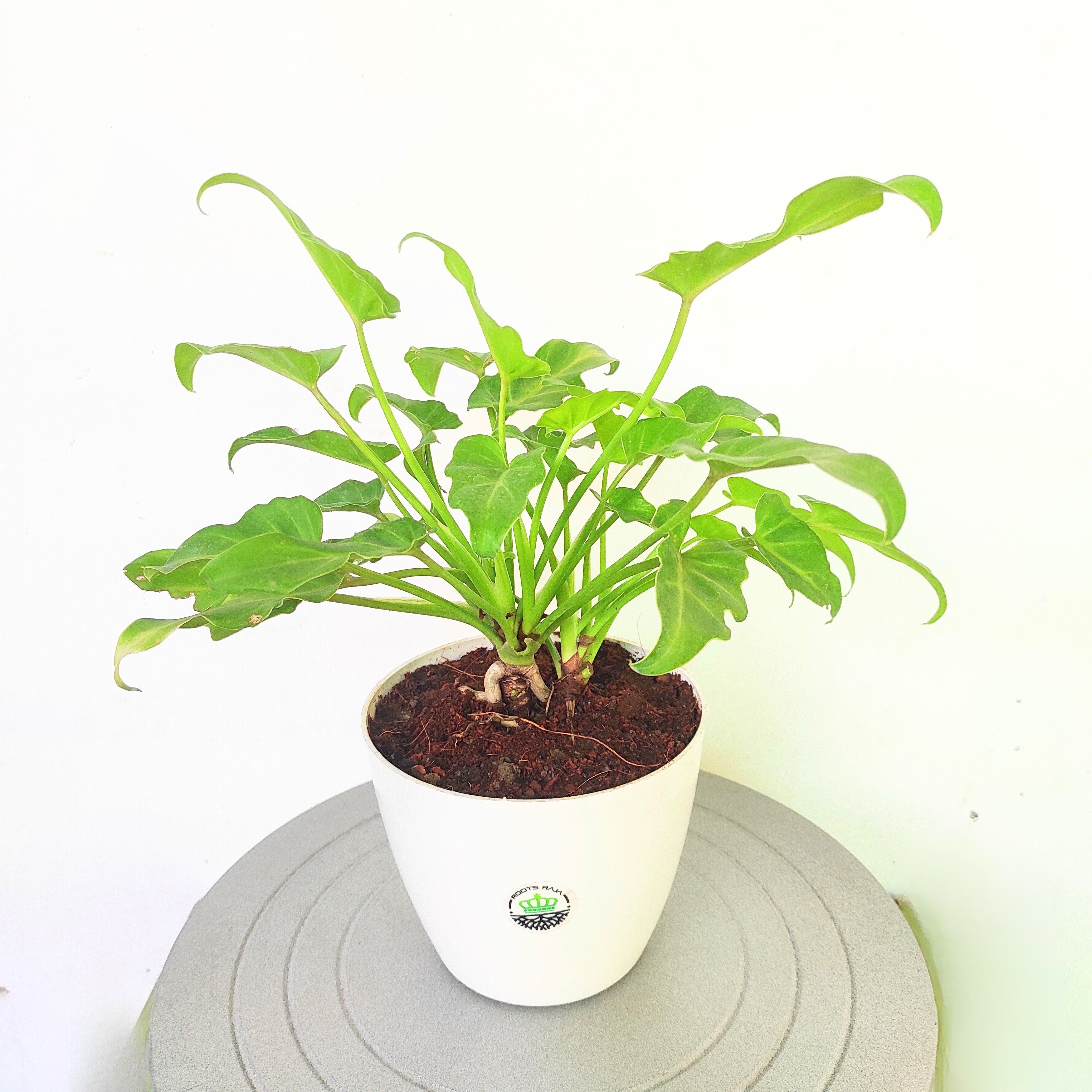 Philodendron Xanadu