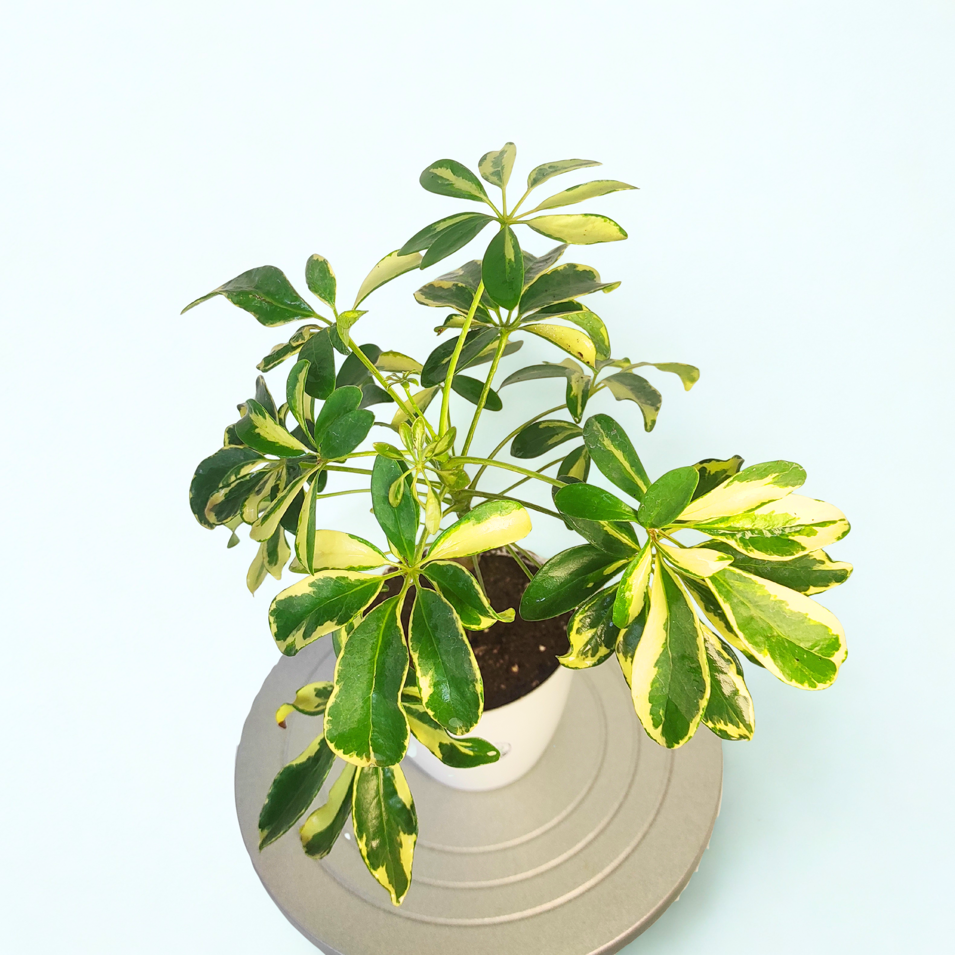 Schefflera Plant