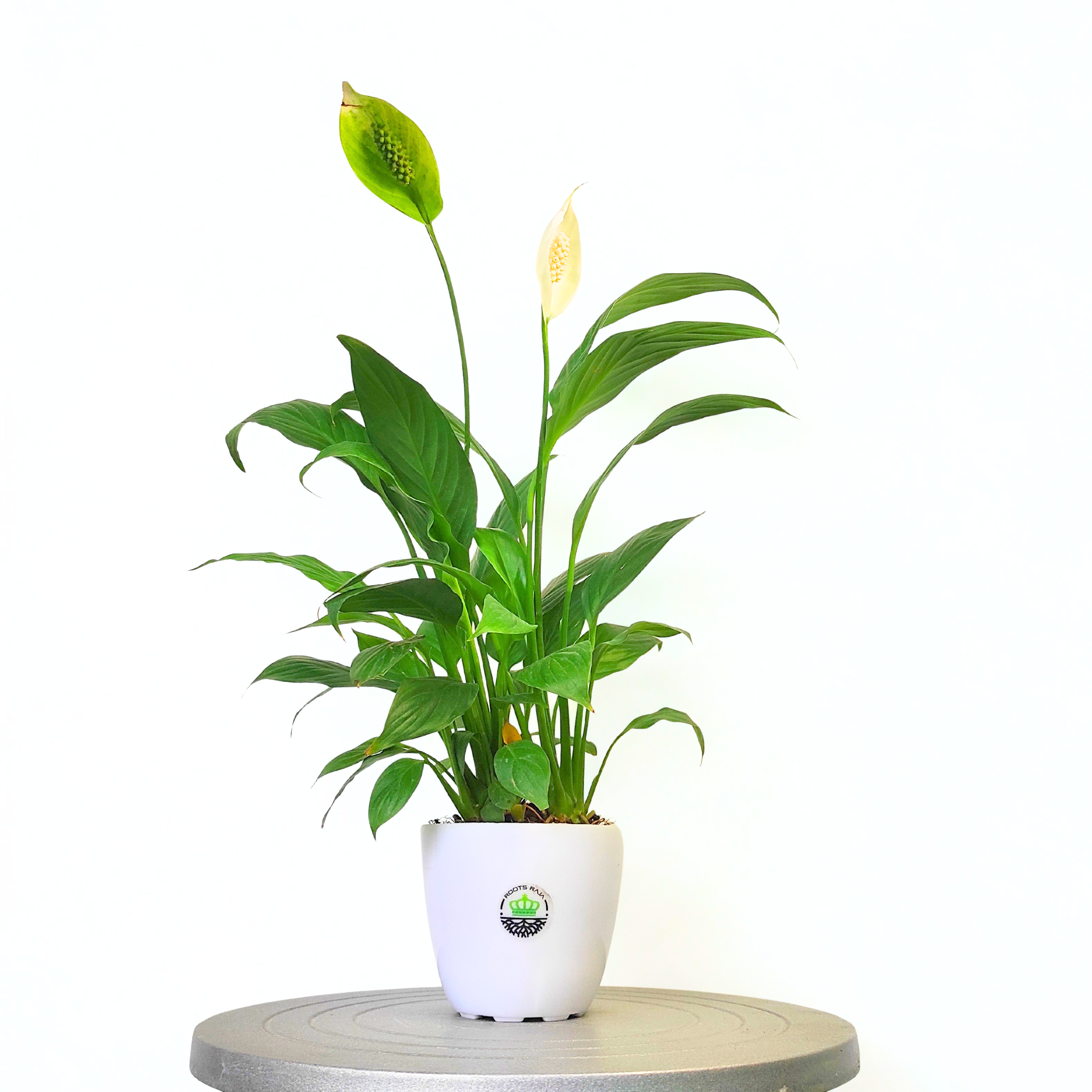 peace lily india hyderabad Peace Lily Plants Online: Elegance Delivered by RootsRaja – rootsraja.in