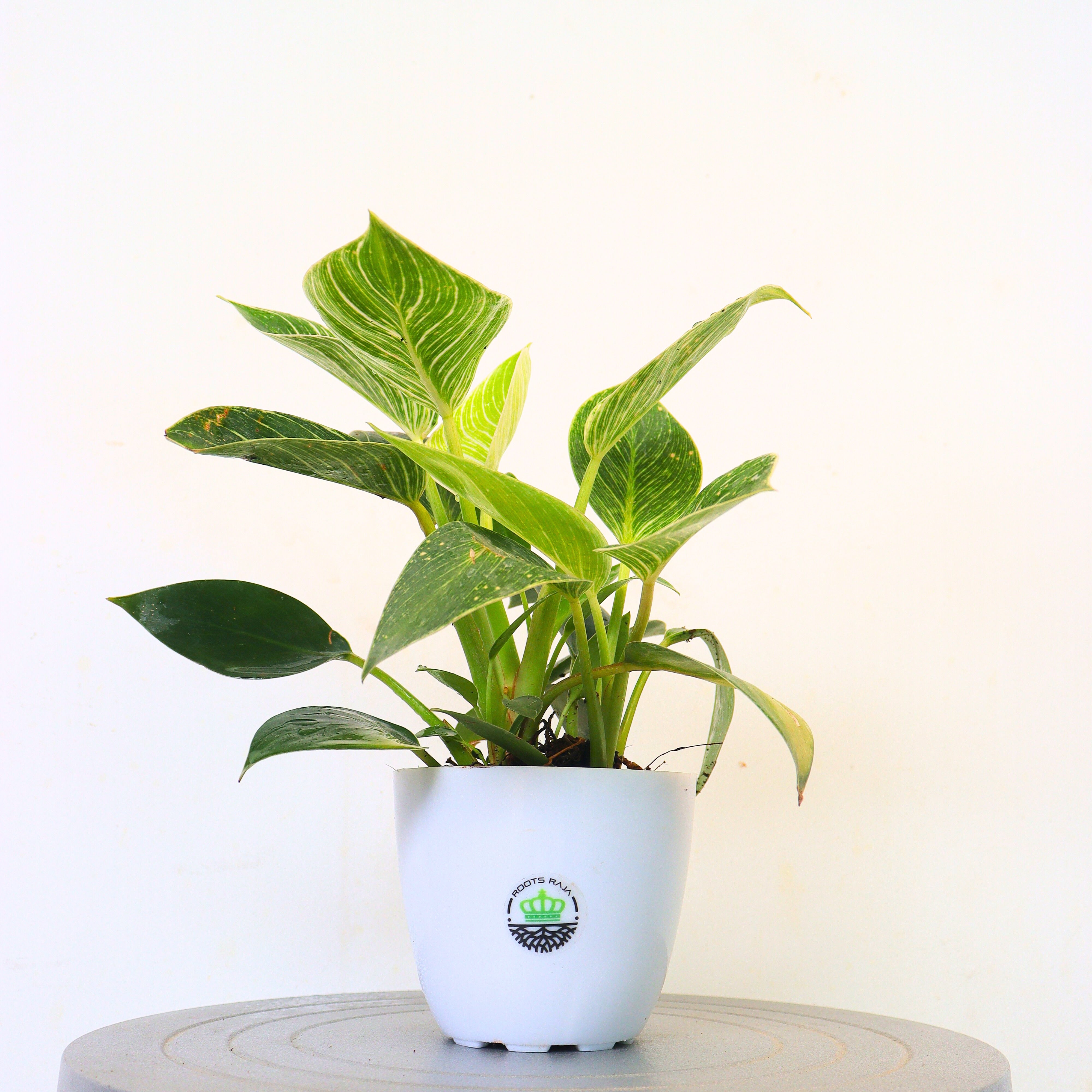 can philodendron birkin grow in water Buy Philodendron Birkin Plant Online – Unique & Easy-to-Care – rootsraja.in