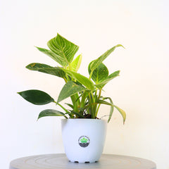 Philodendron Birkin