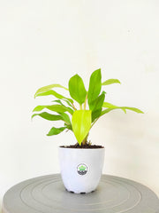 Philodendron Ceylon Golden