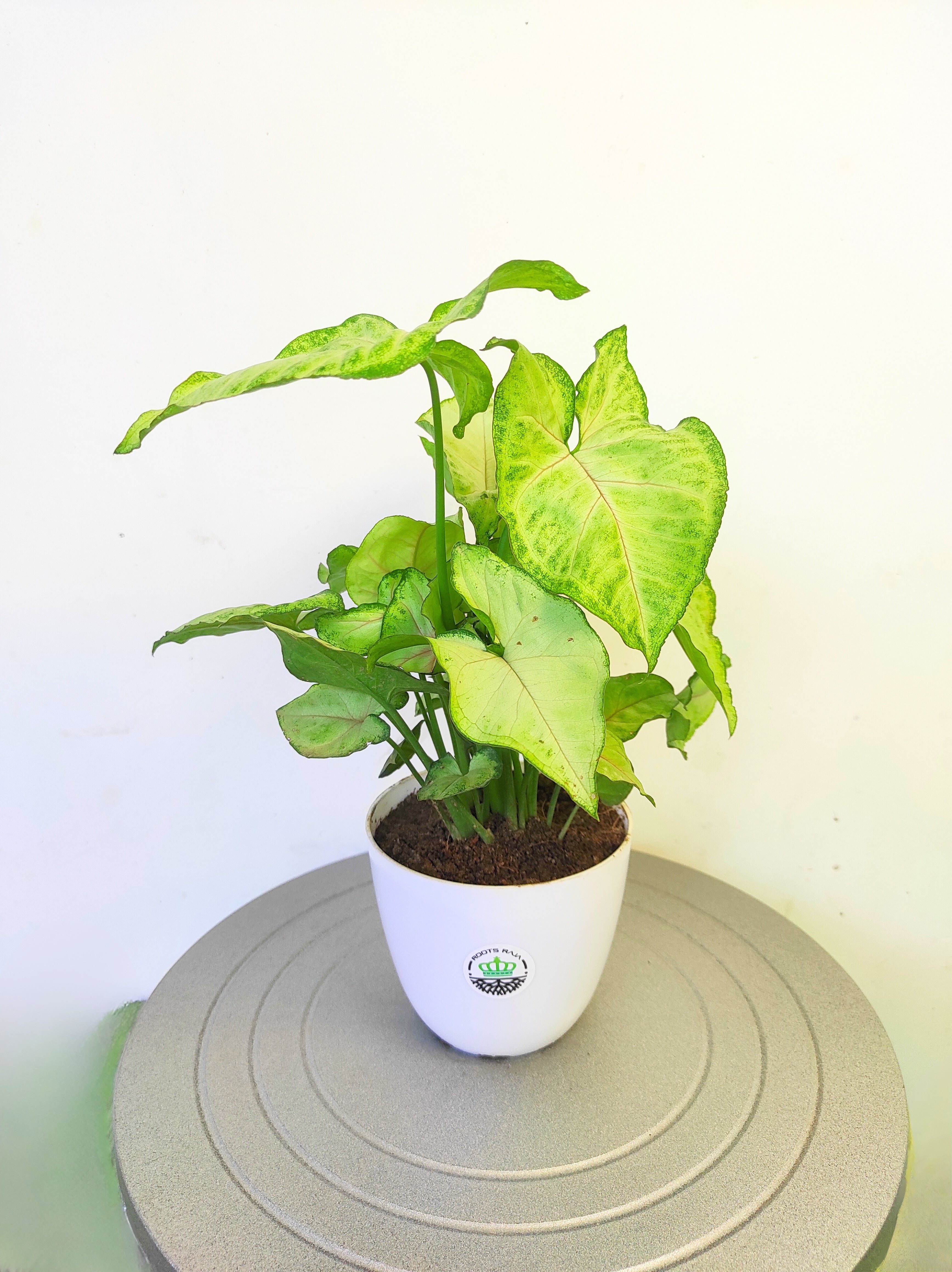 Syngonium Mango Allusion Plant
