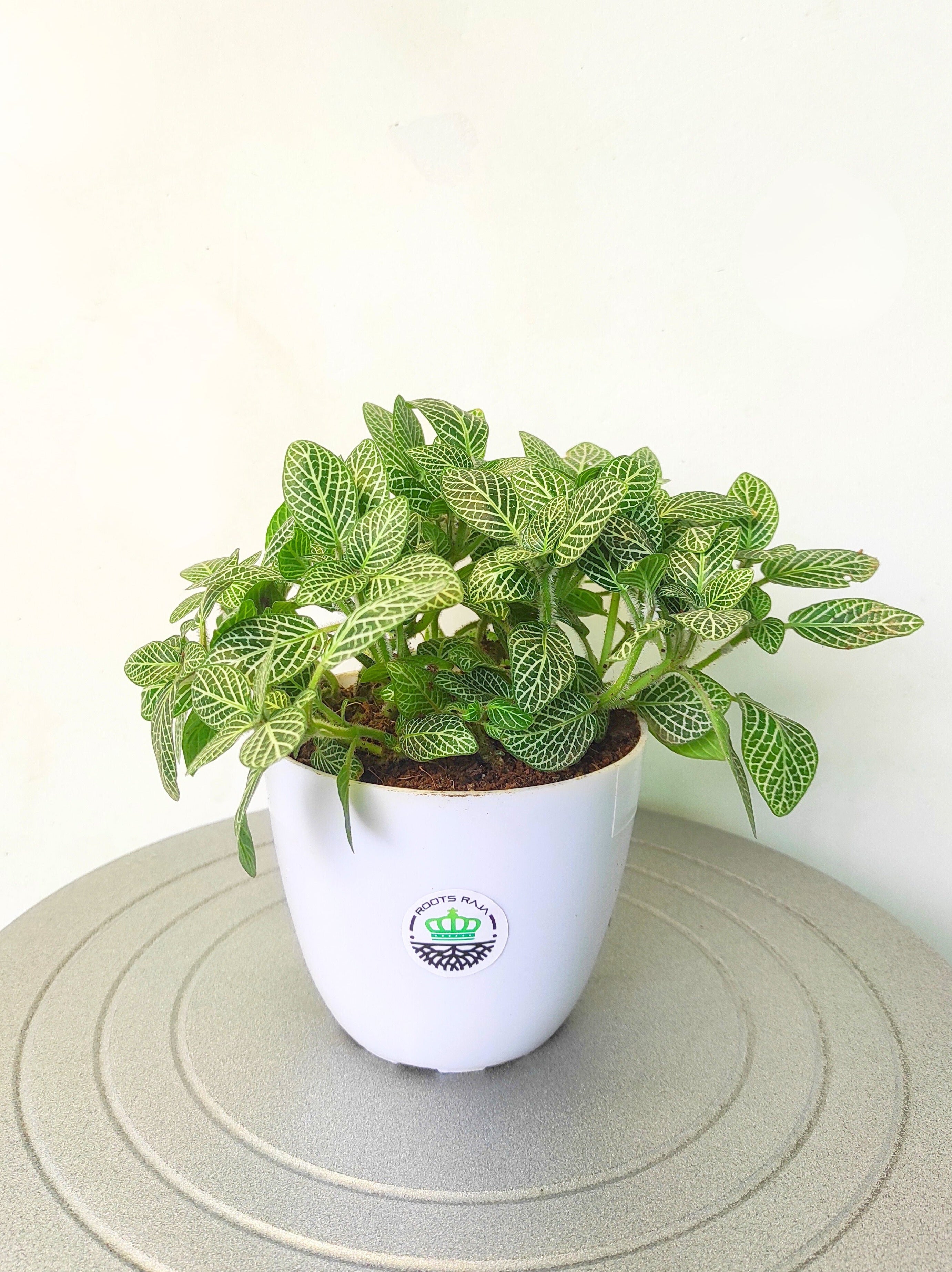 Fittonia Green