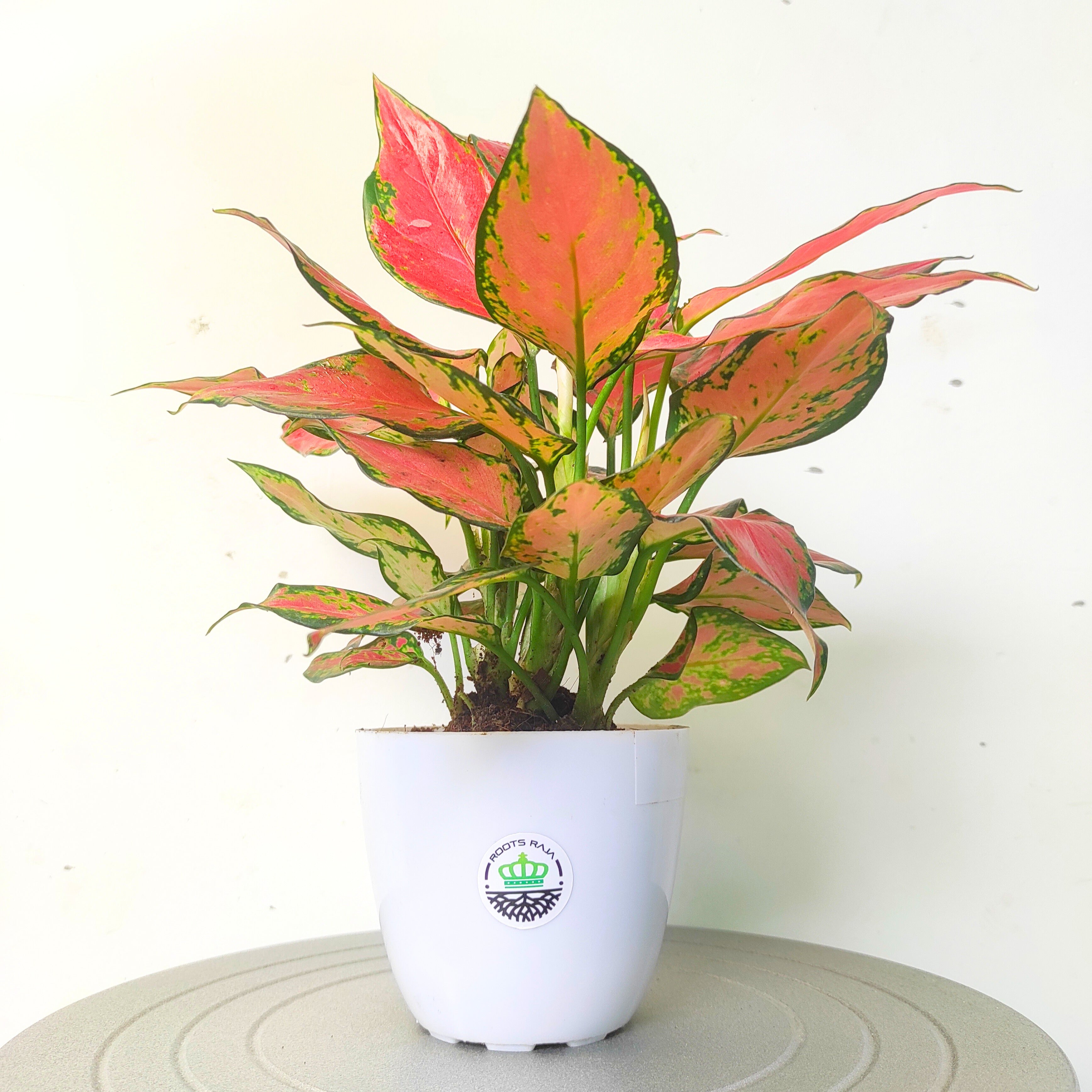 Aglaonema Red Valentine