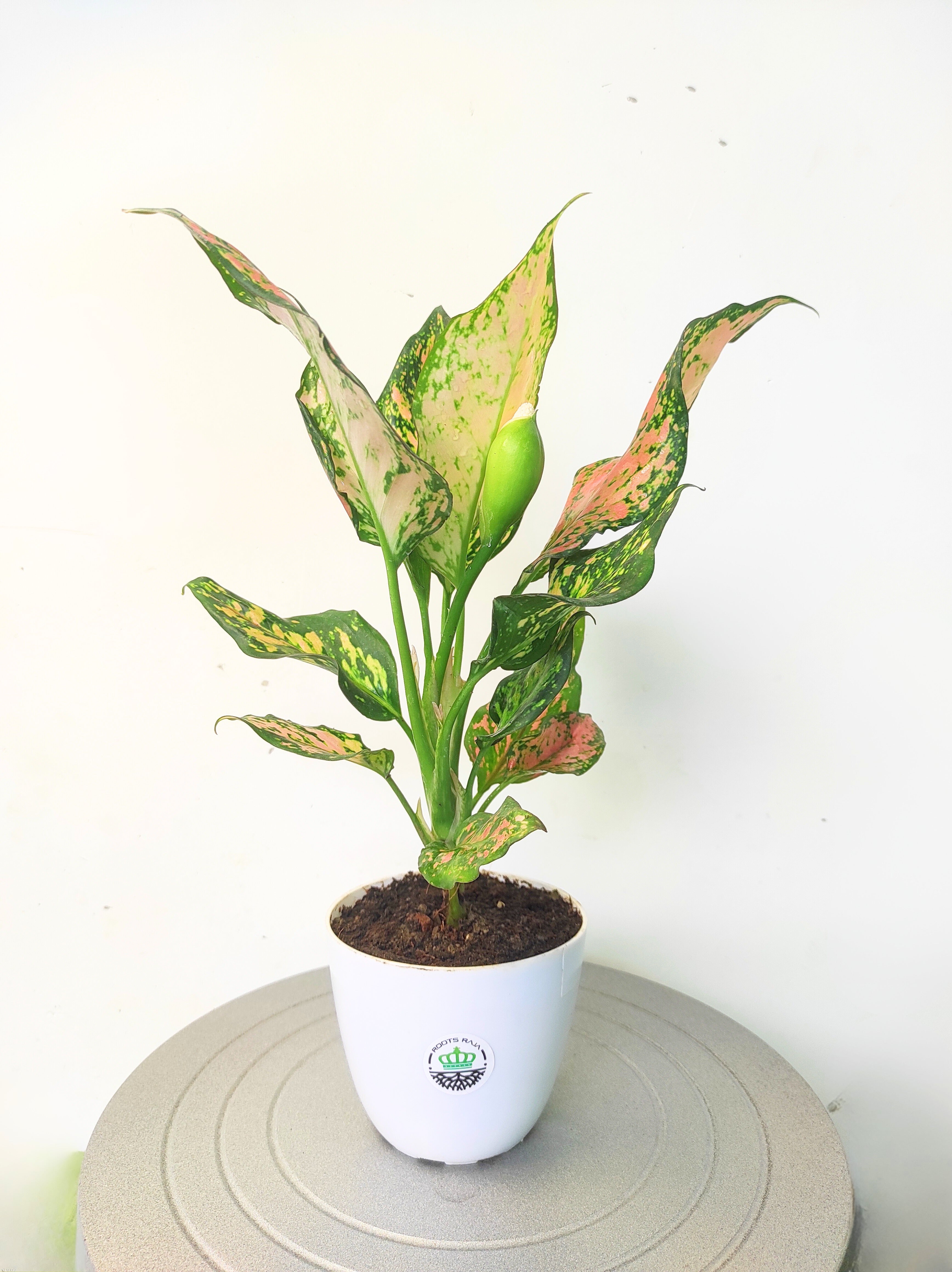 Aglaonema Anjuman
