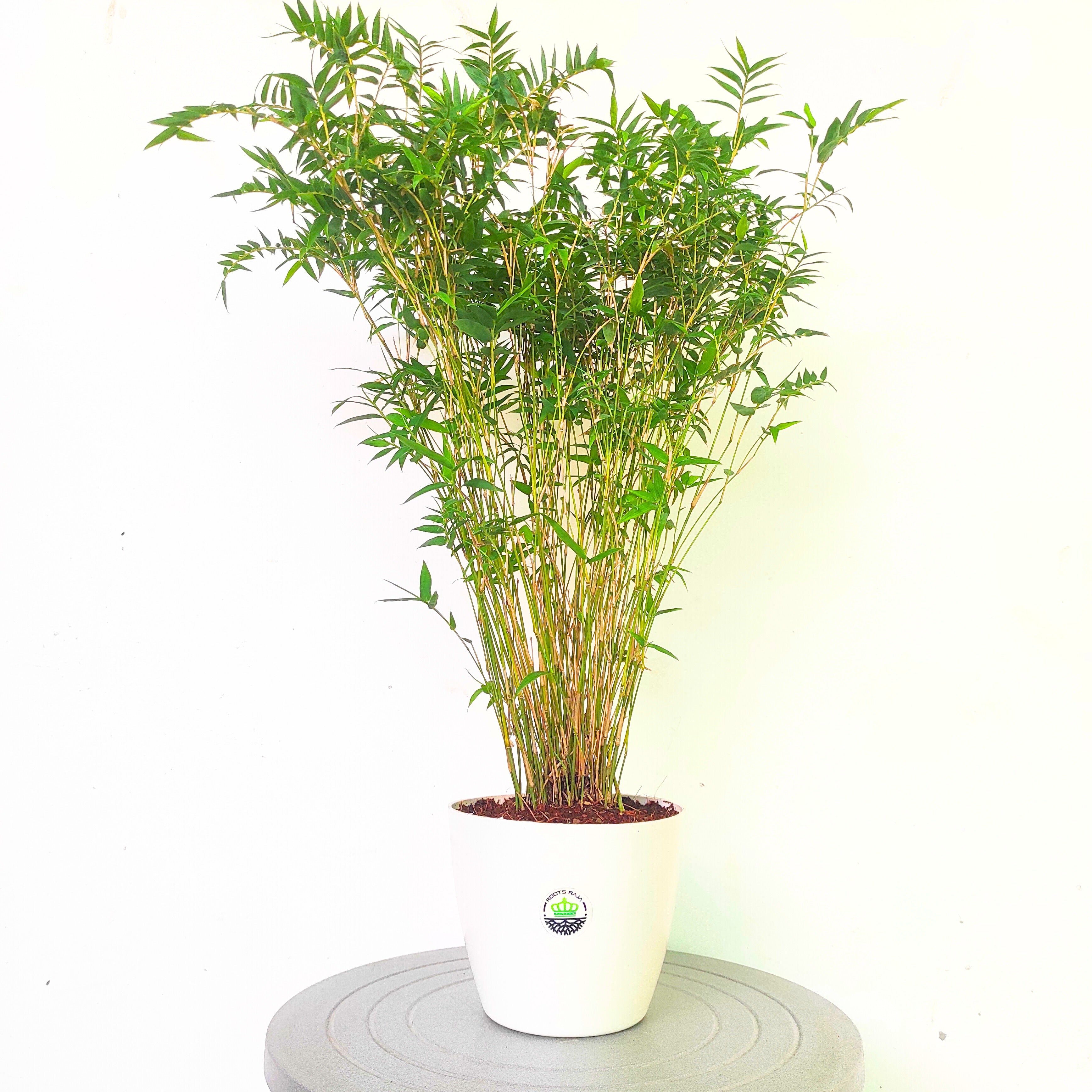 chinese bamboo house plant Chinese Bamboo Plant – Discover the Benefits of Lucky Bamboo at Home – rootsraja.in