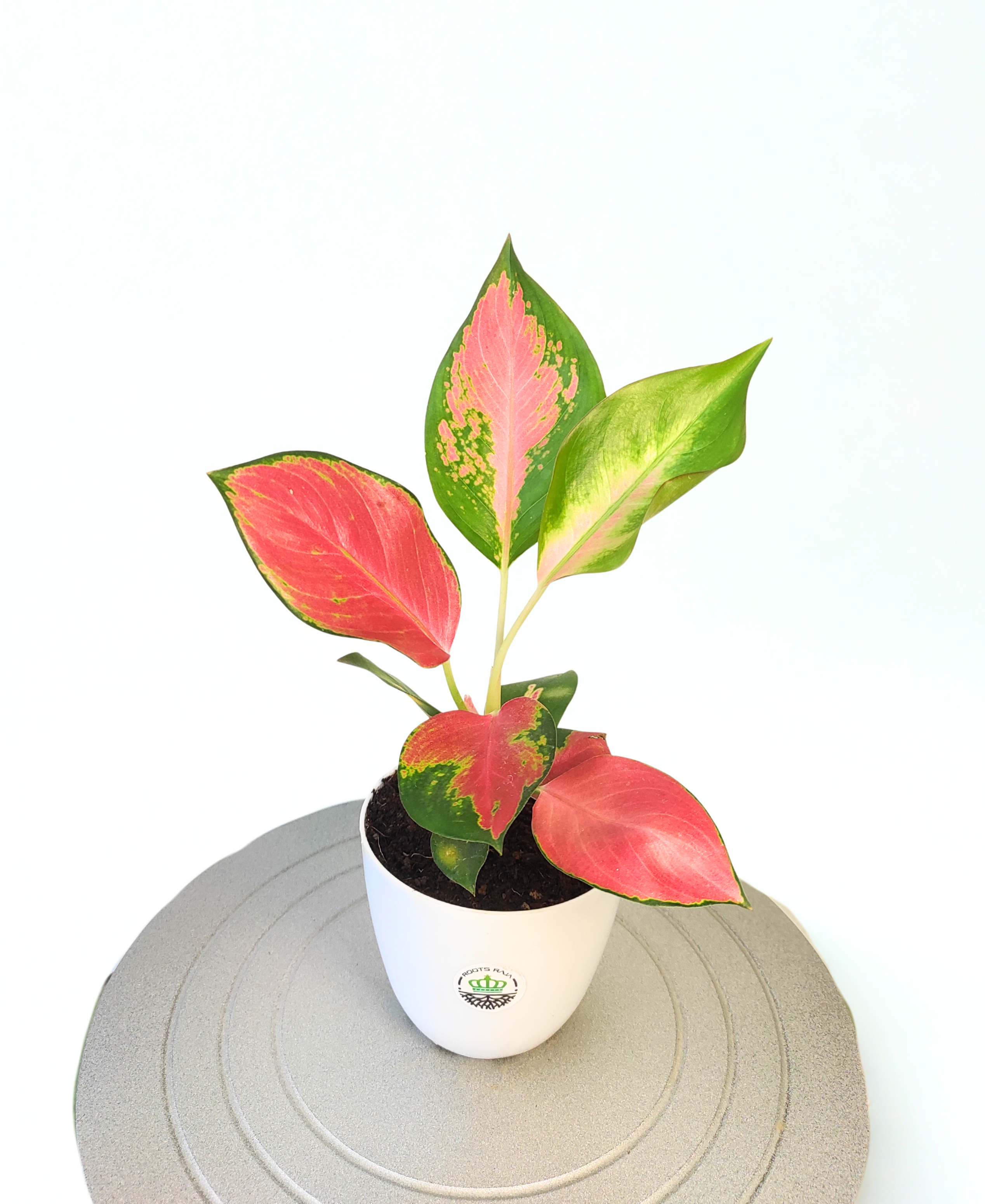 Aglaonema Pink Ruby