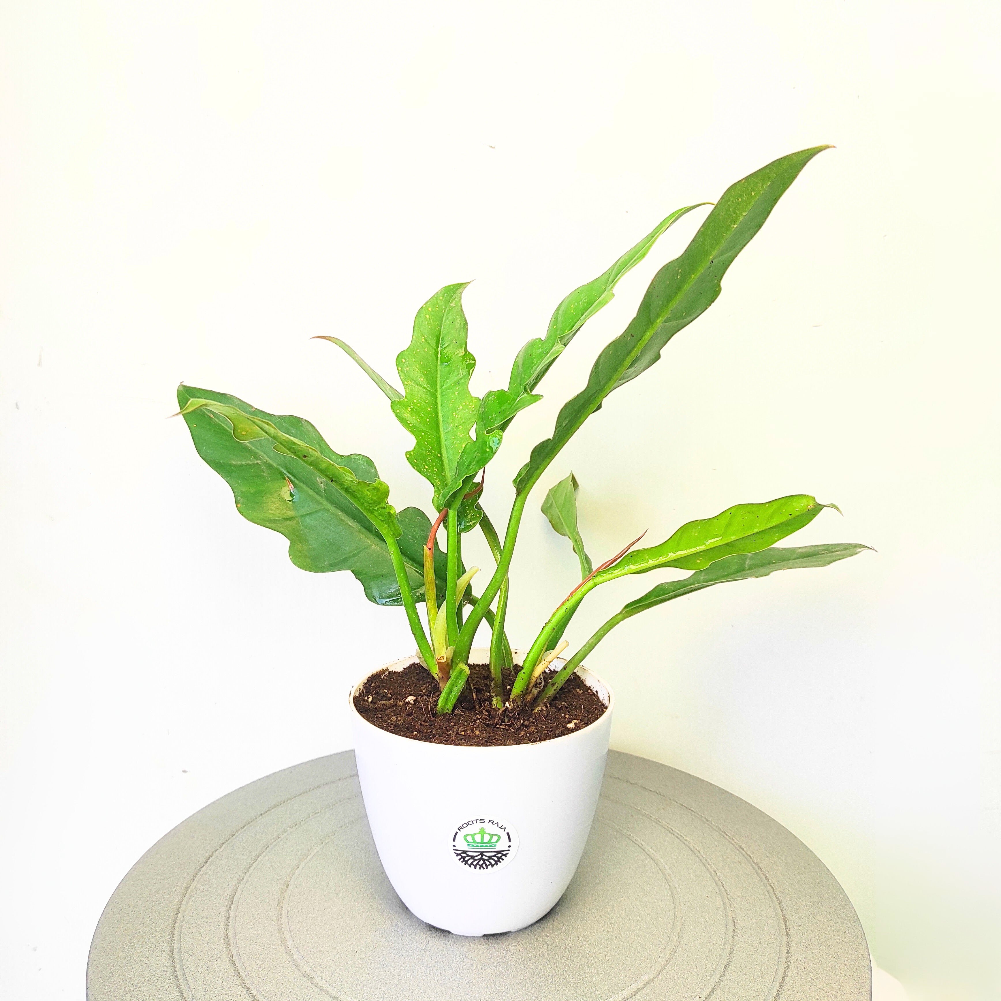 Philodendron 'Ring of Fire Green'