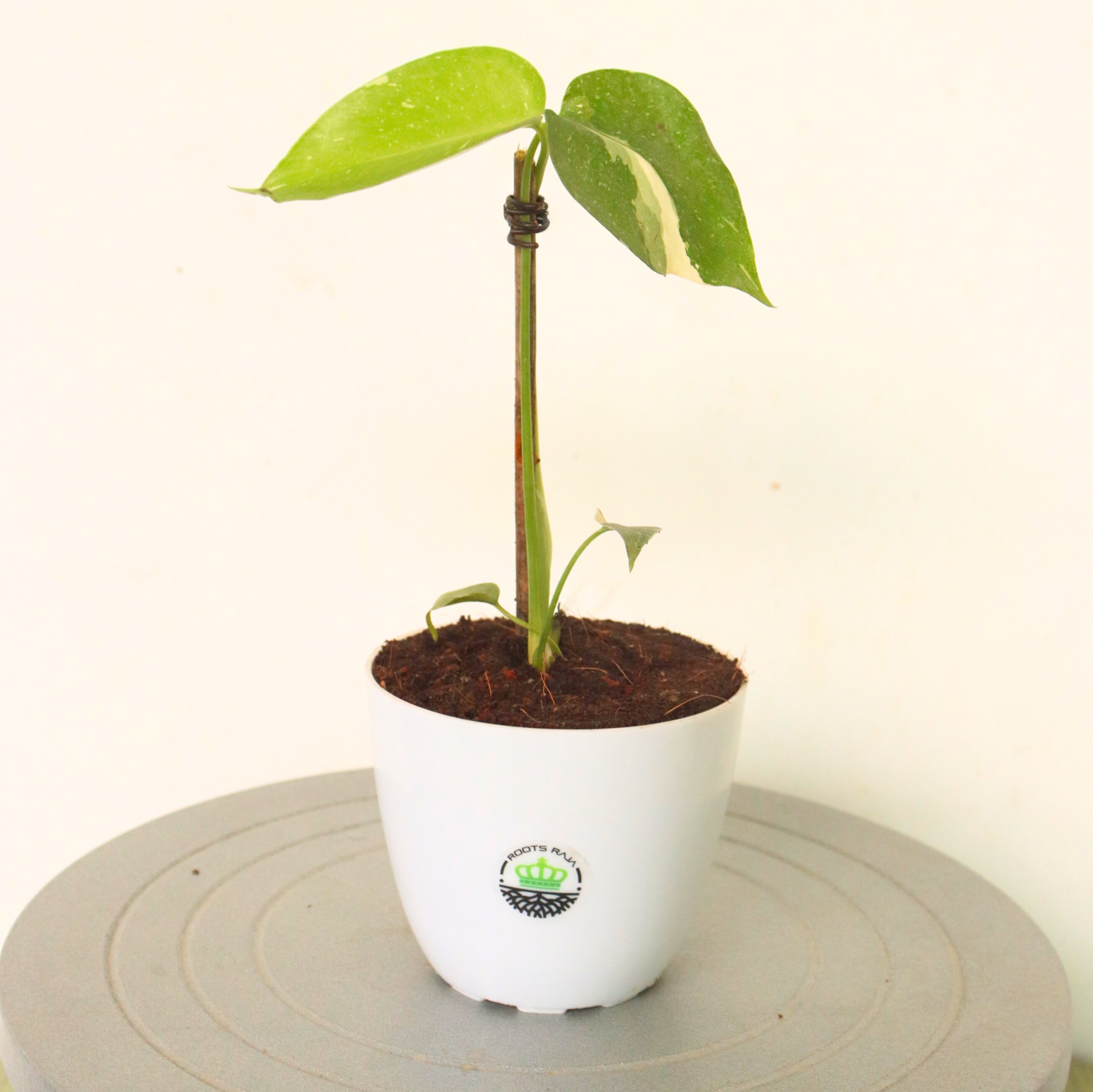 Monstera Thai Constellation Half Moon