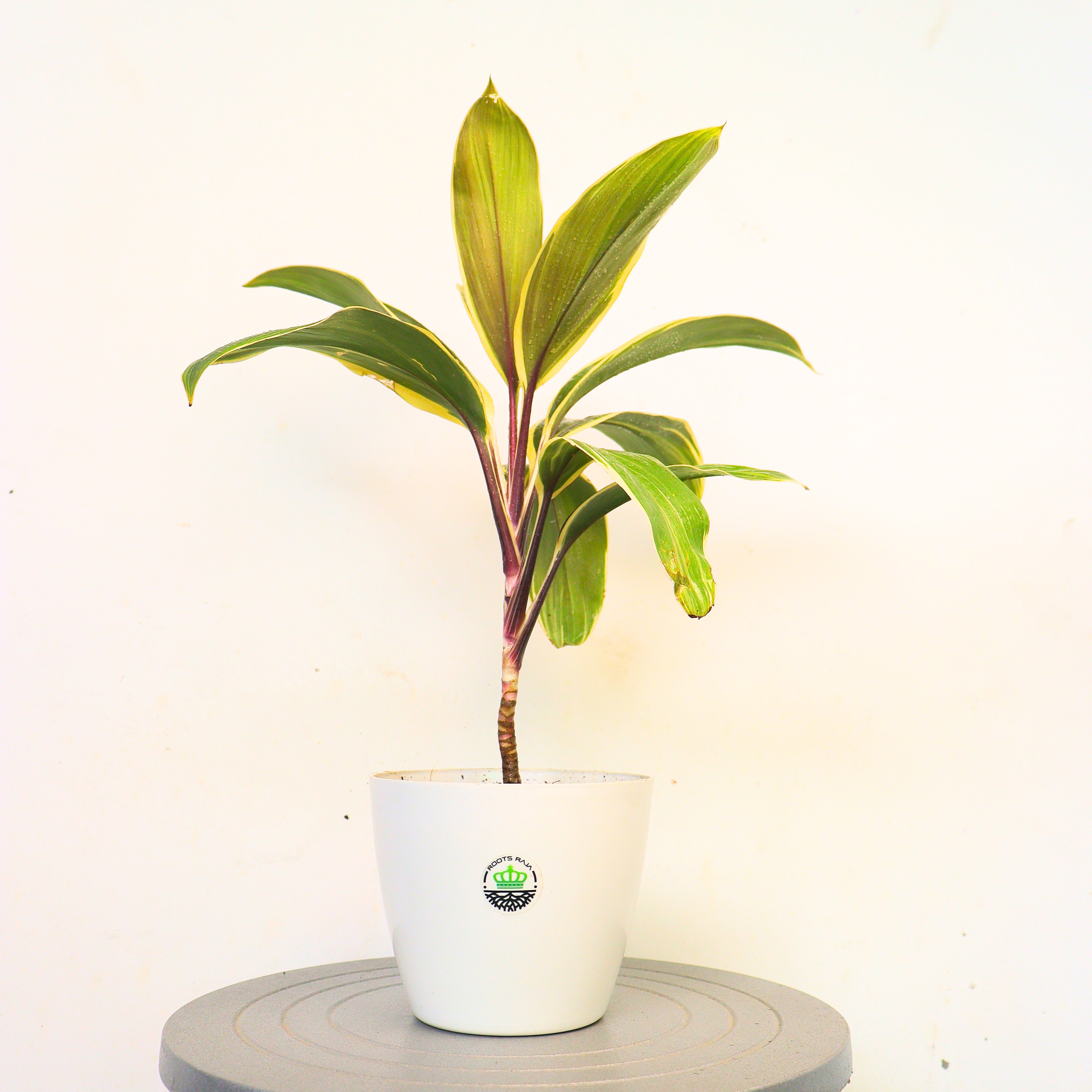 Dracena (Cordilyne fruticosa)