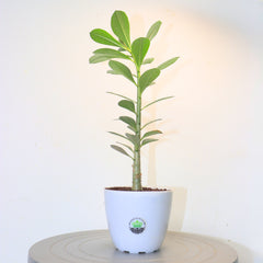 Adenium