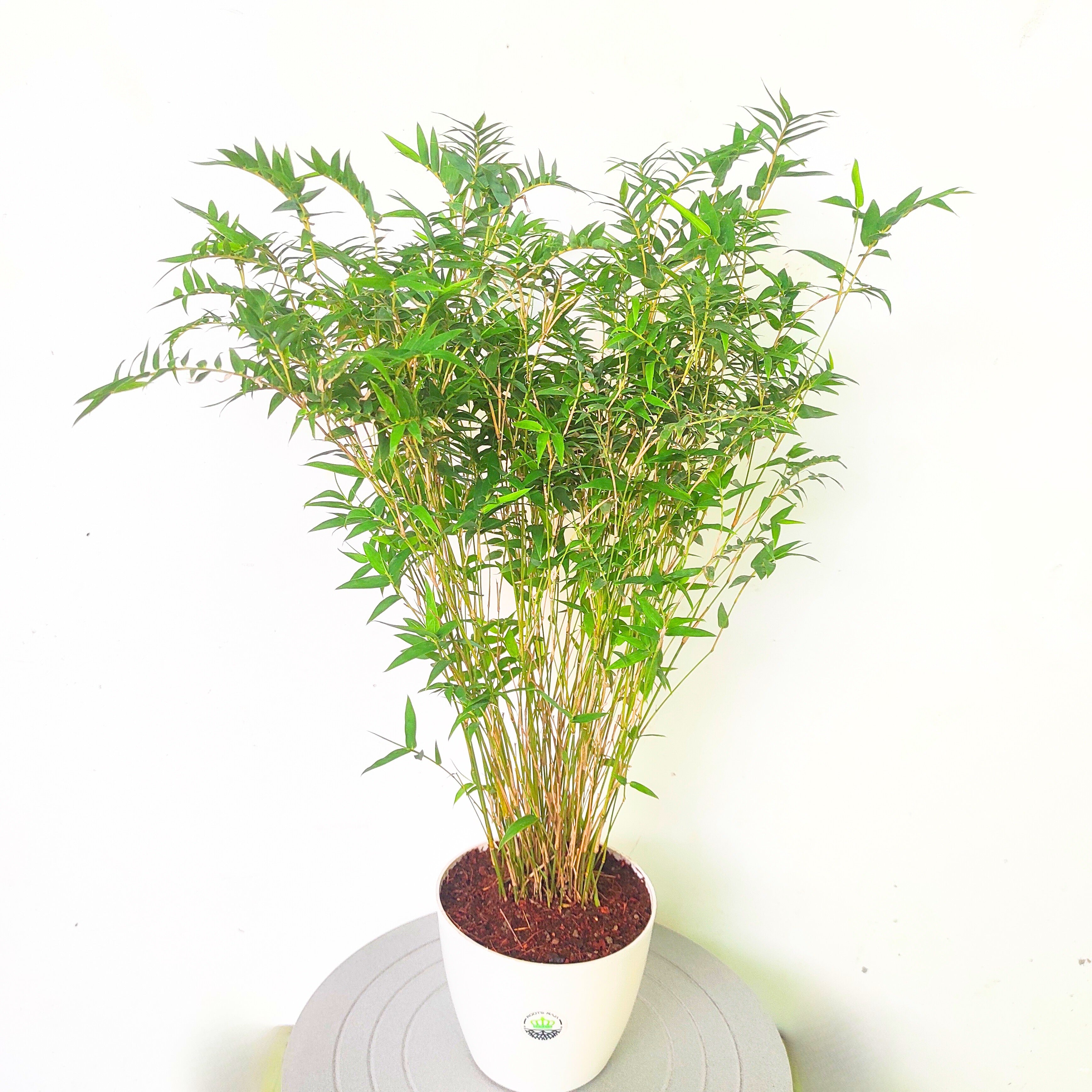 Chinese Mini Bamboo