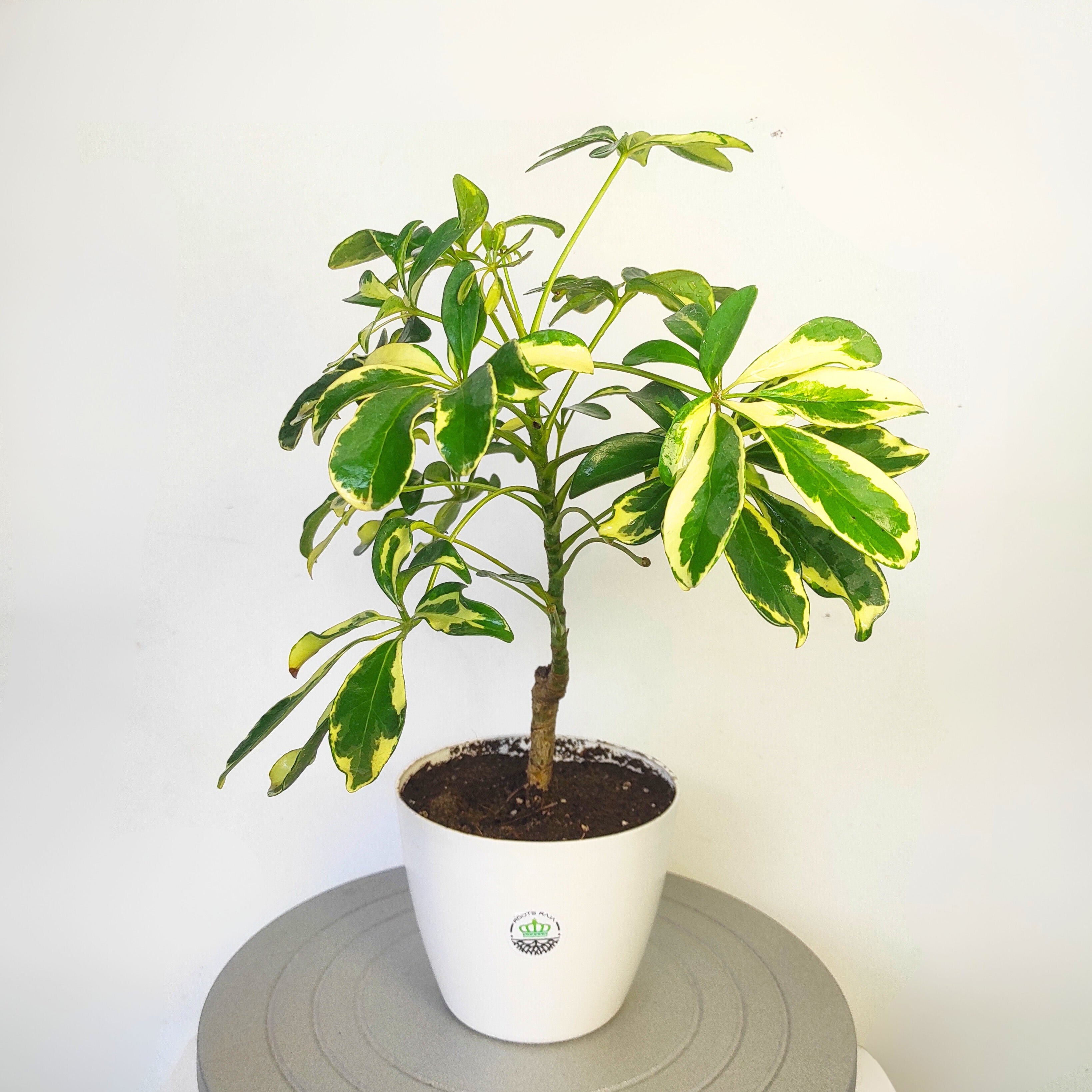 Schefflera Plant