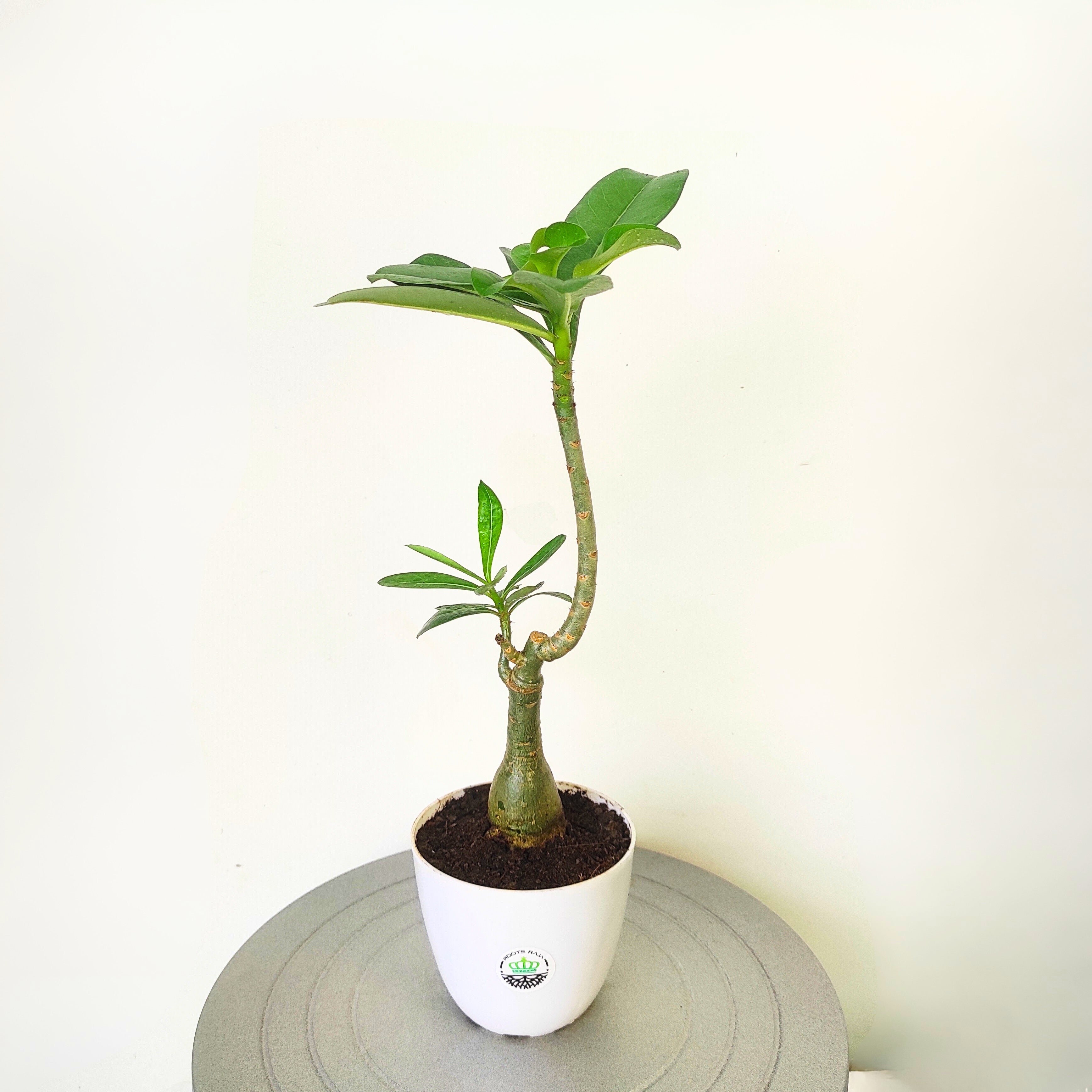 Adenium Grafted