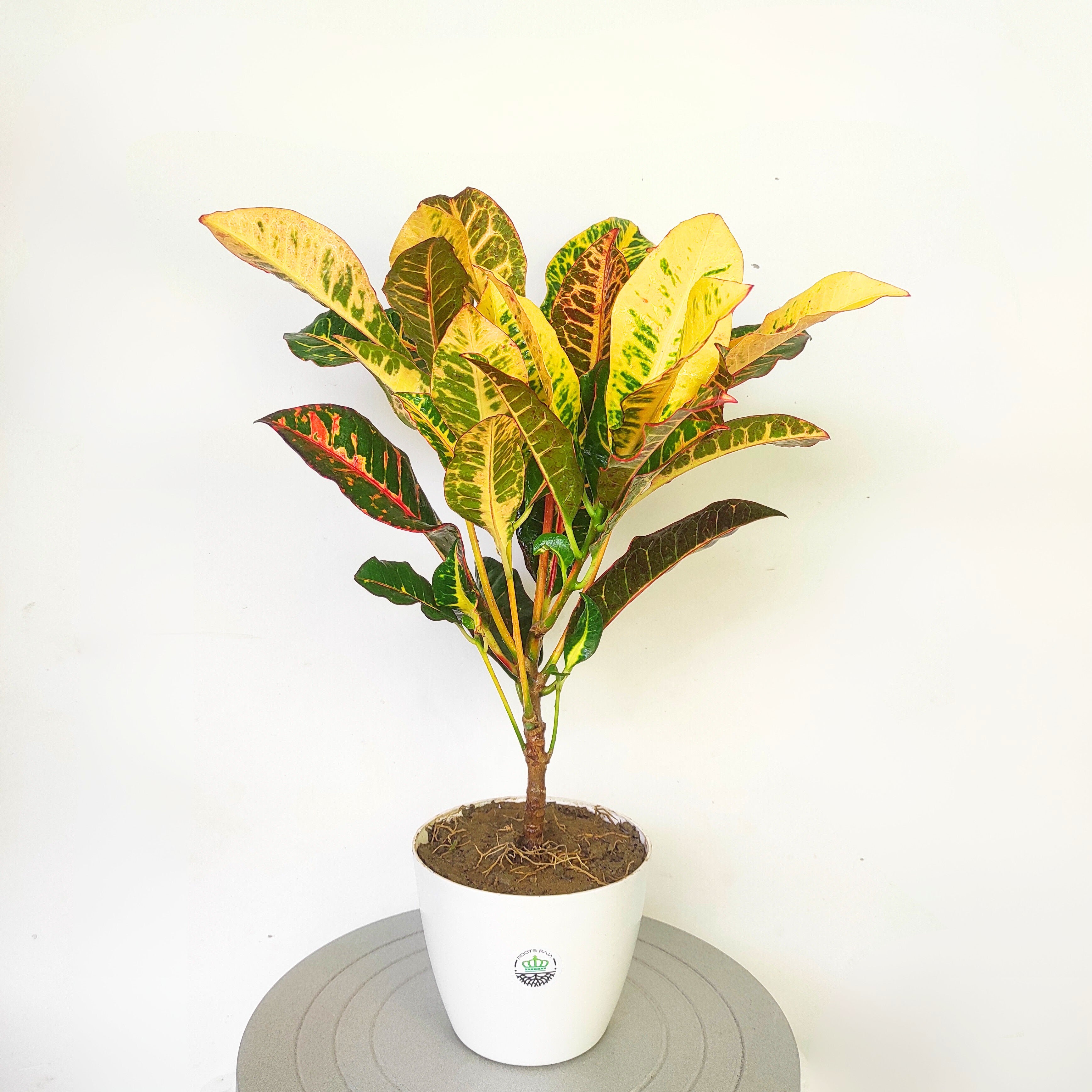 Garden Croton Broad Leaf