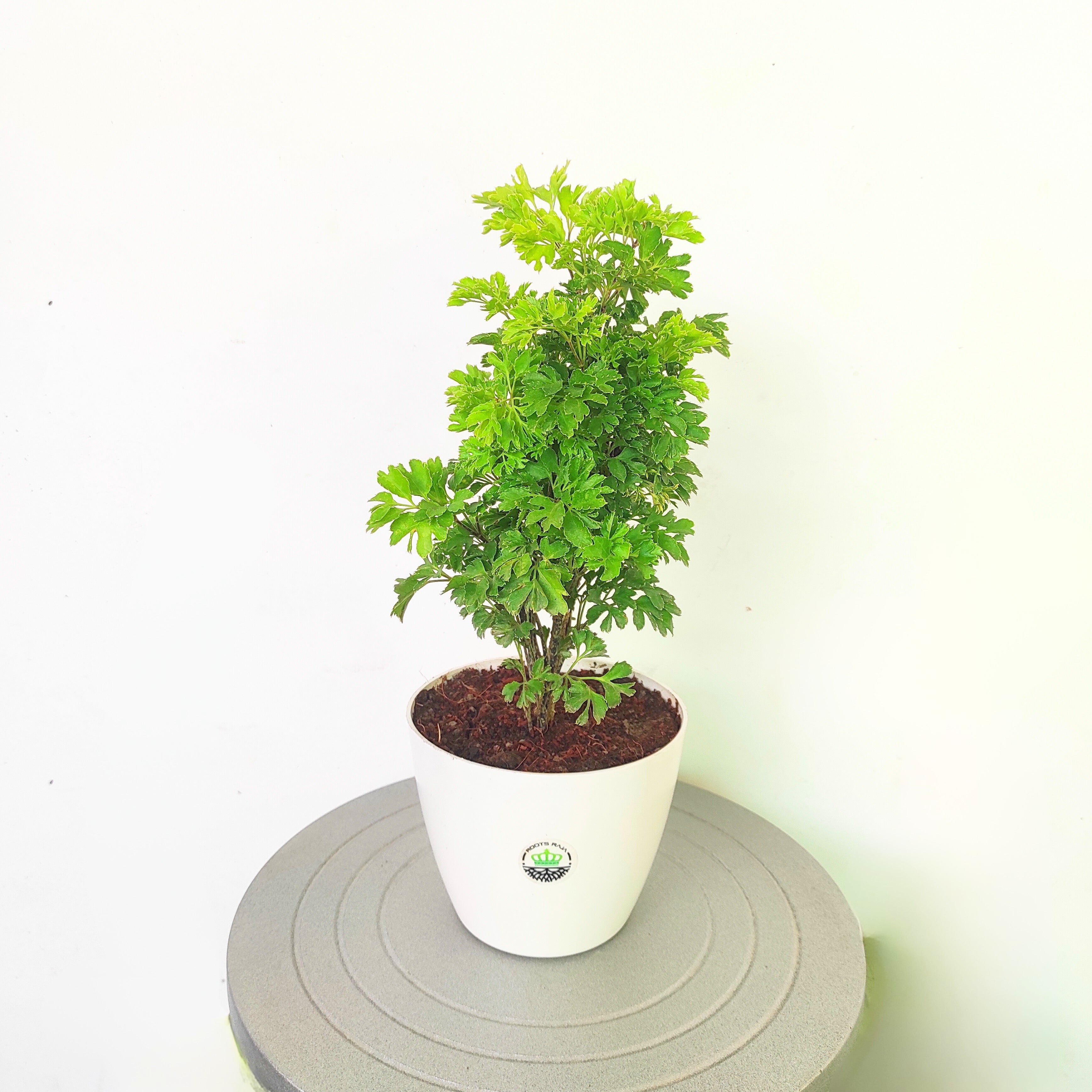 Aralia (Green)