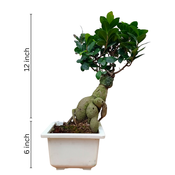 Ficus Bonsai