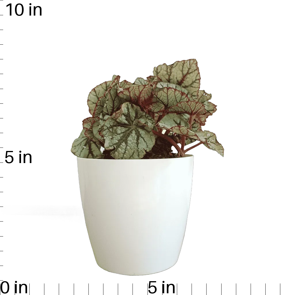 Begonia Fedor Plant