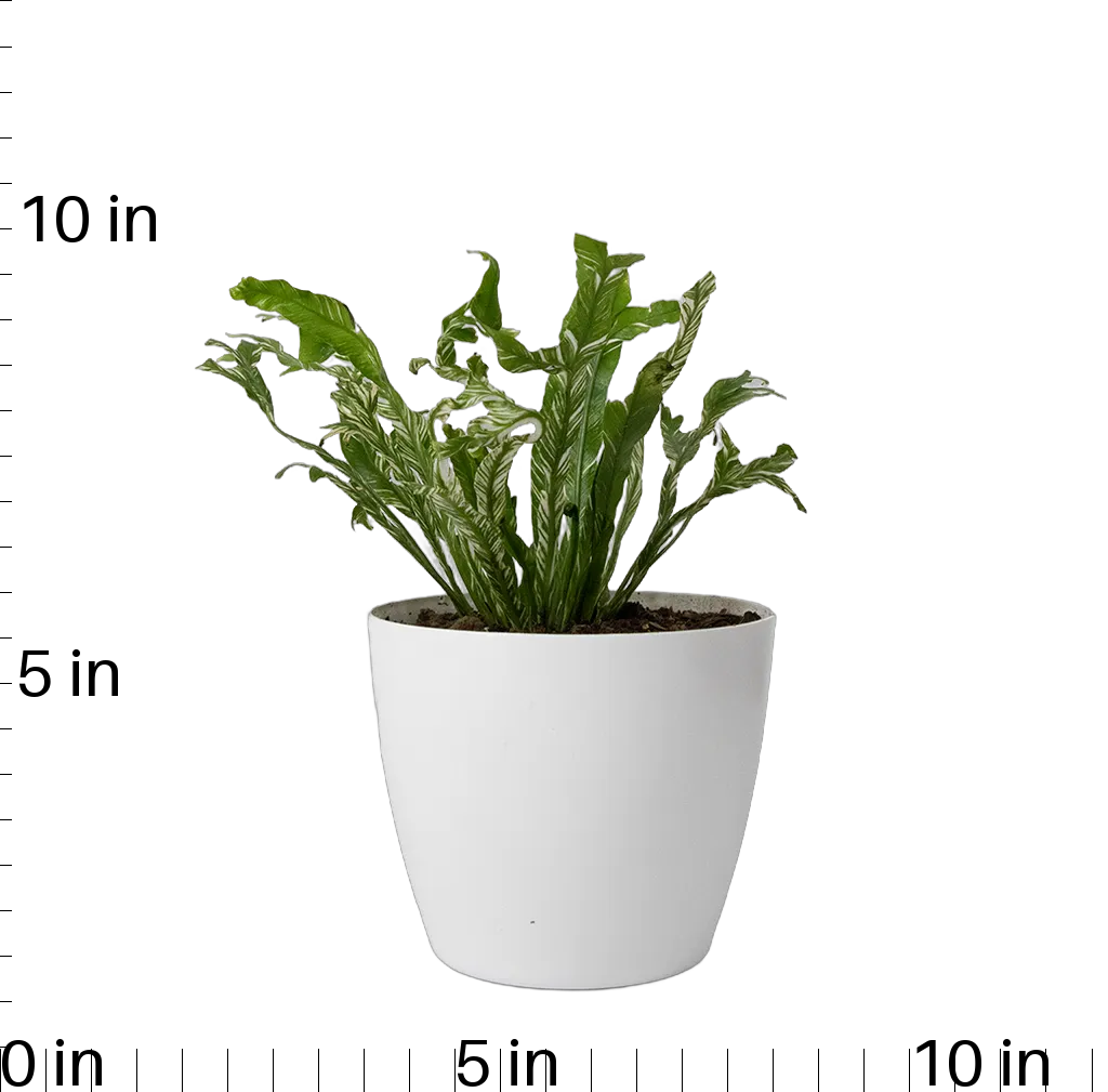 Asplenium Variegated