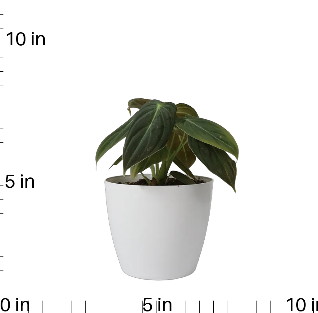 Philodendron Melanochrysum