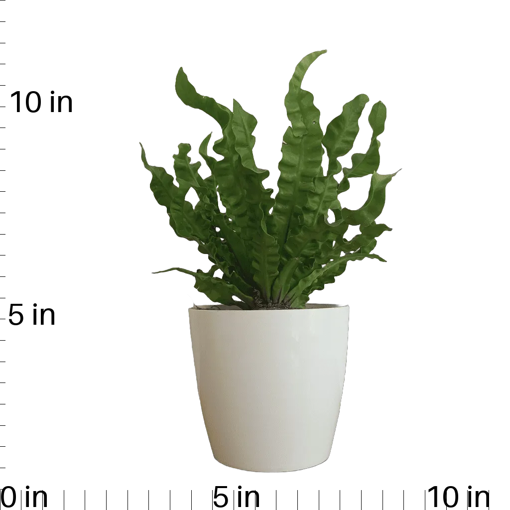Asplenium Nidus Osaka Plant