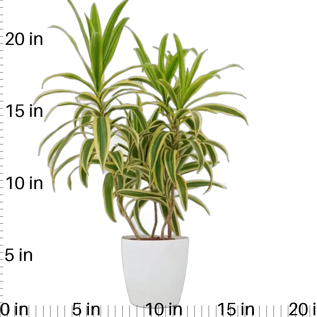 Song of India – Variegated