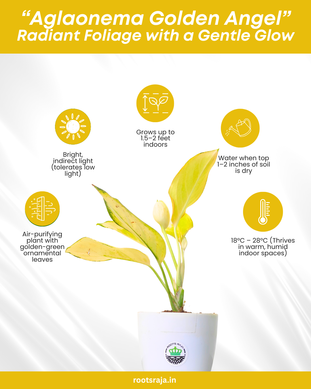 Aglaonema Golden Angel