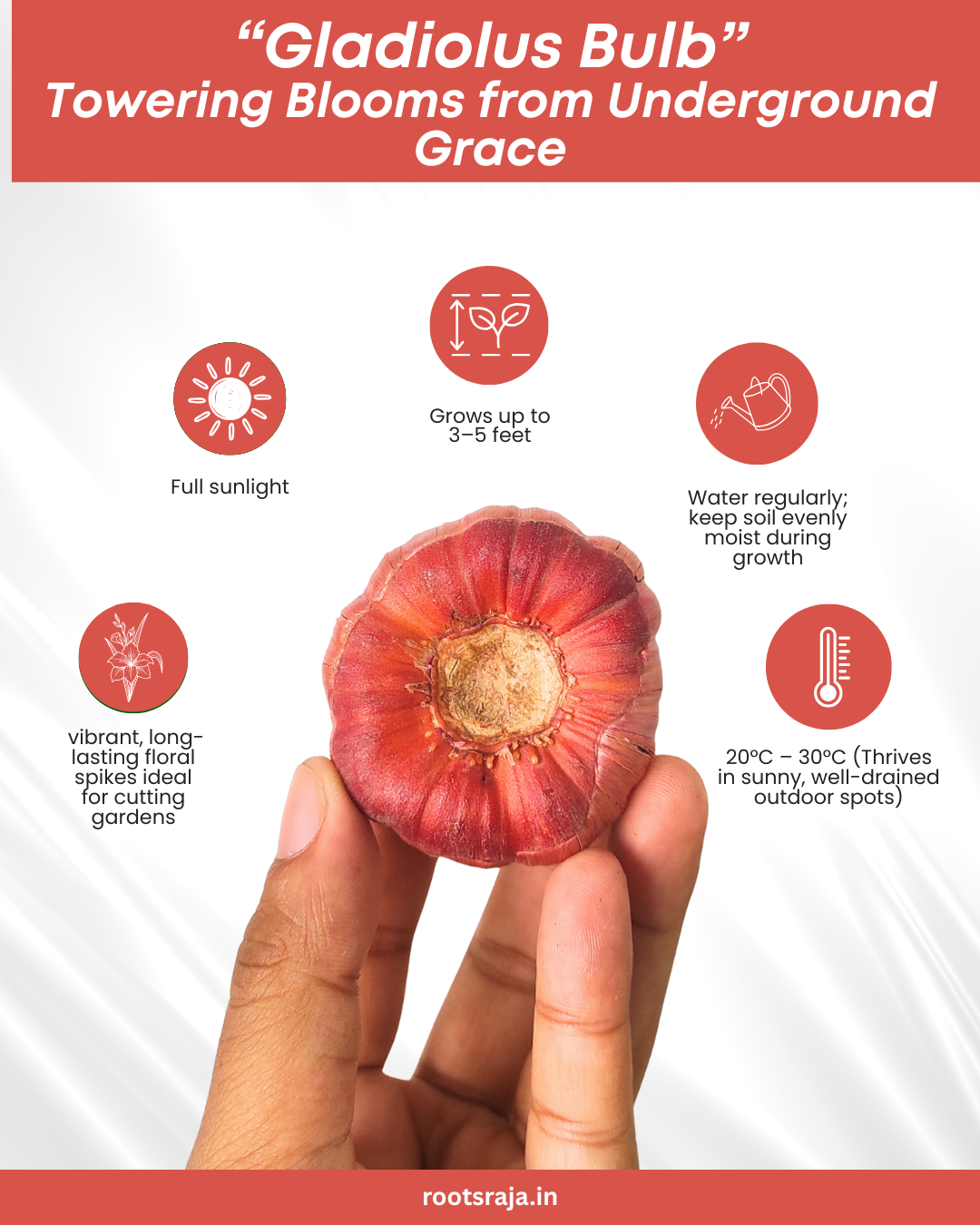 Gladiolus Bulb