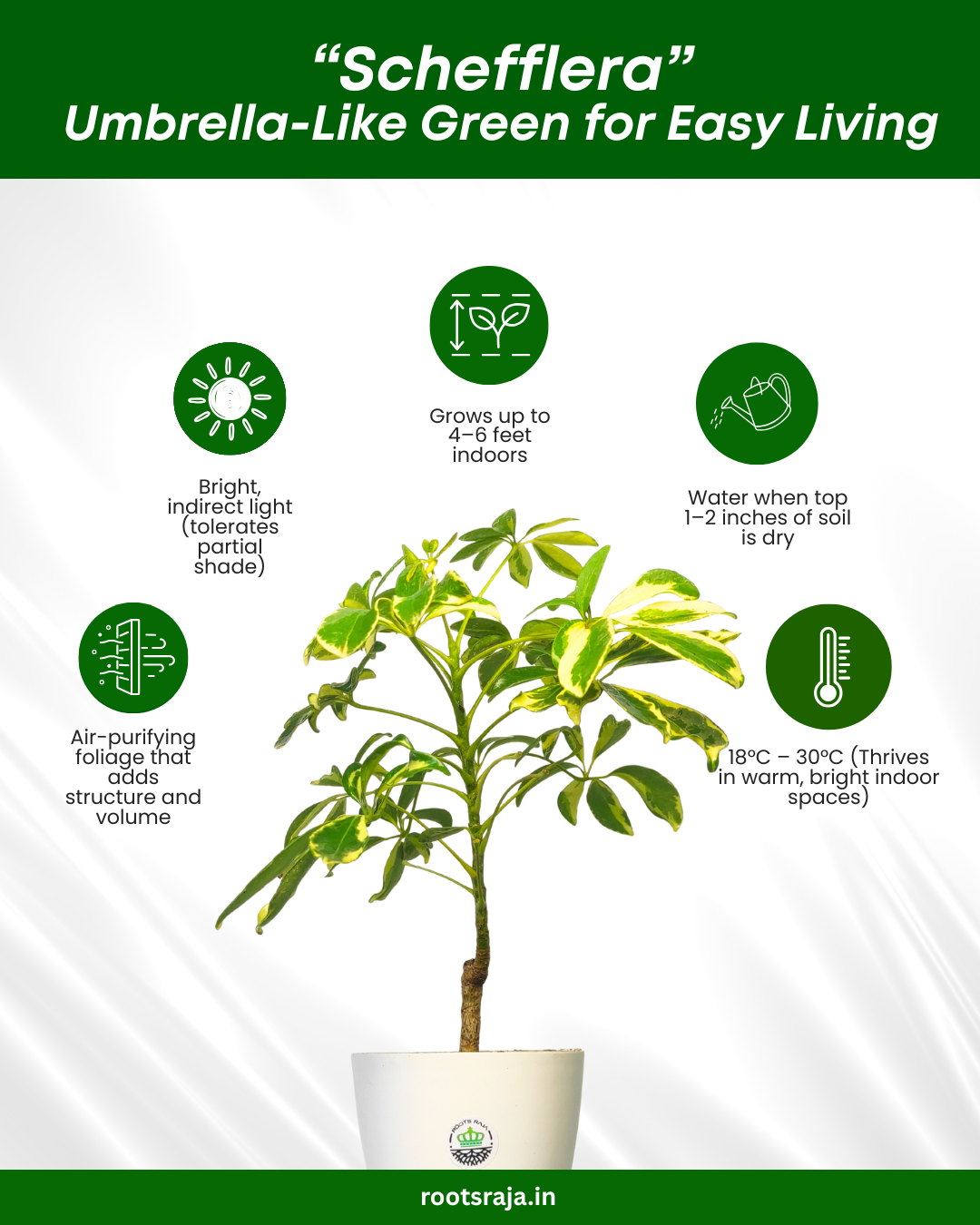 Schefflera Plant