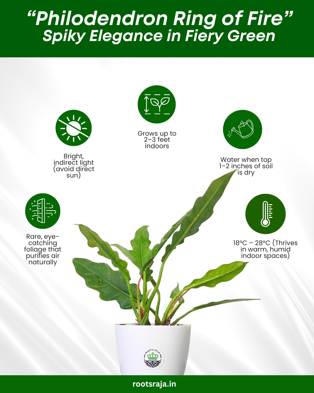 Philodendron 'Ring of Fire Green'