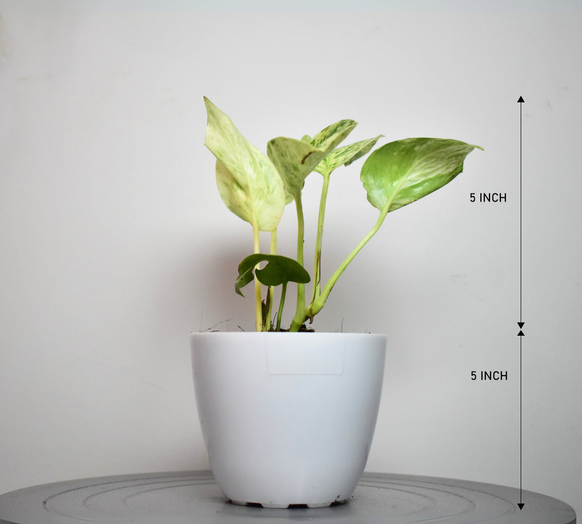 Marble Queen Money Plant