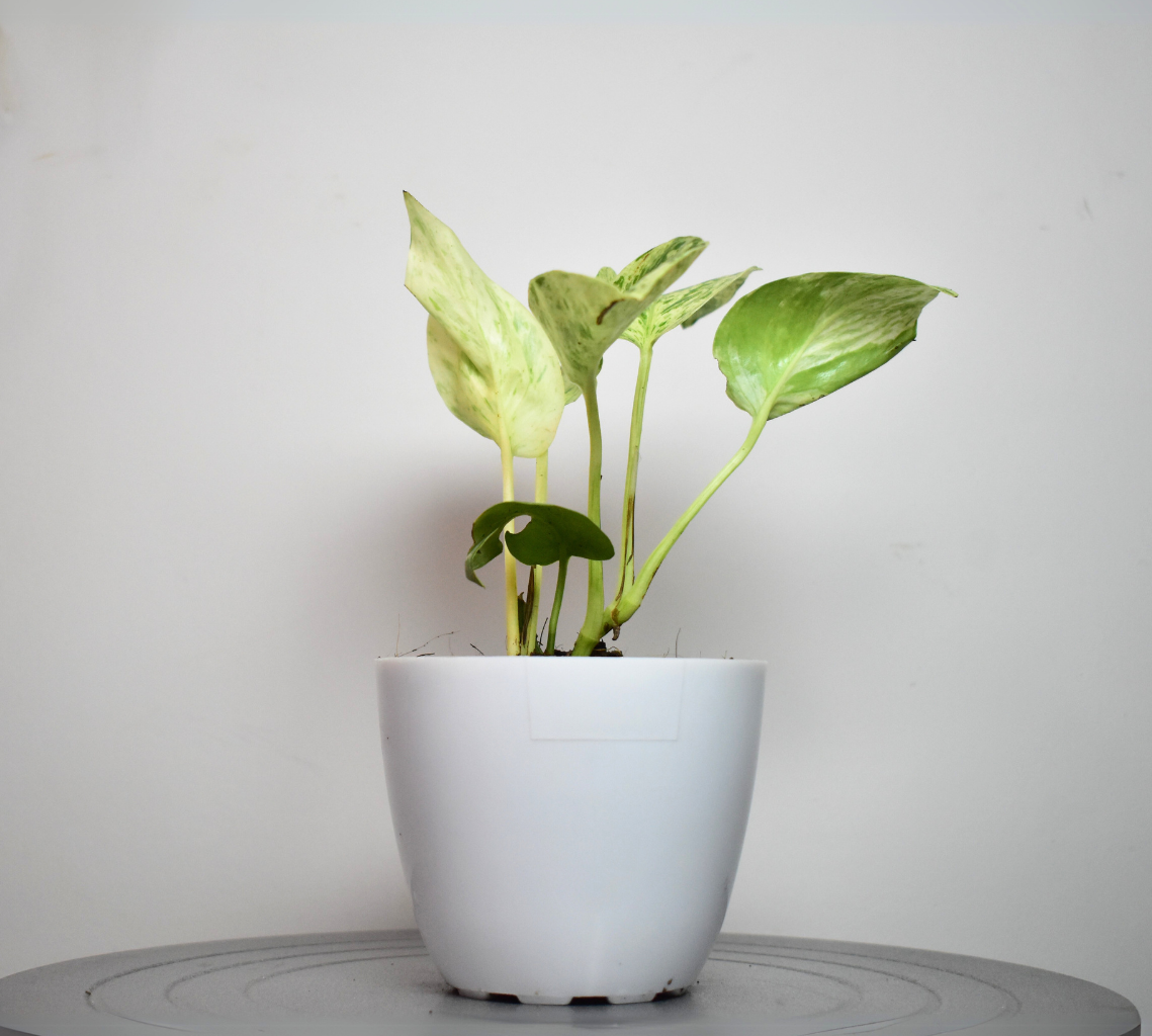 Marble Queen Money Plant