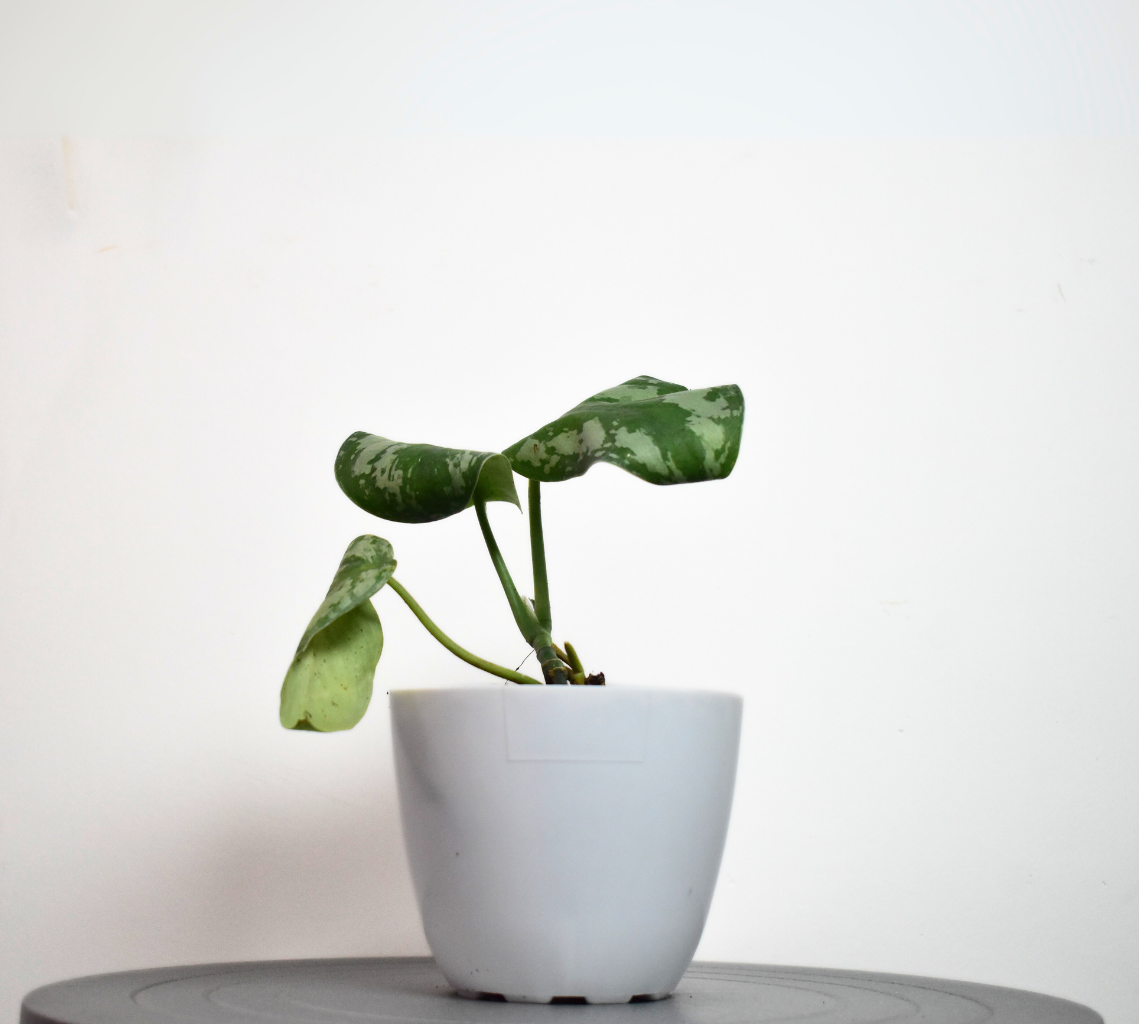 Satin Money Plant