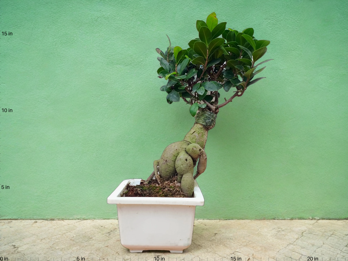Ficus Bonsai