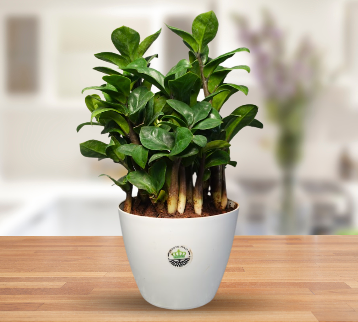 Dwarf ZZ Plant