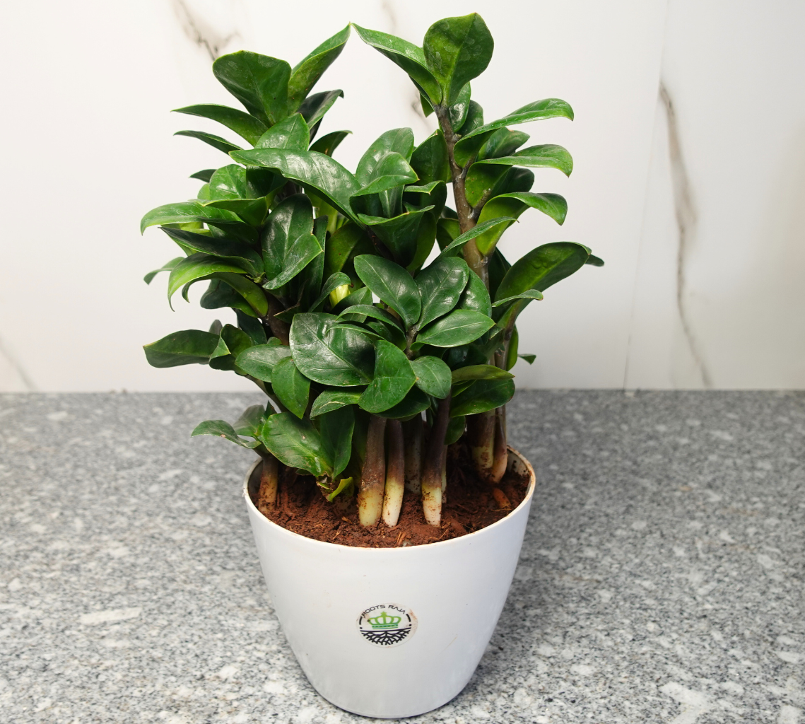 Dwarf ZZ Plant
