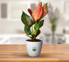 Aglaonema Red Ruby