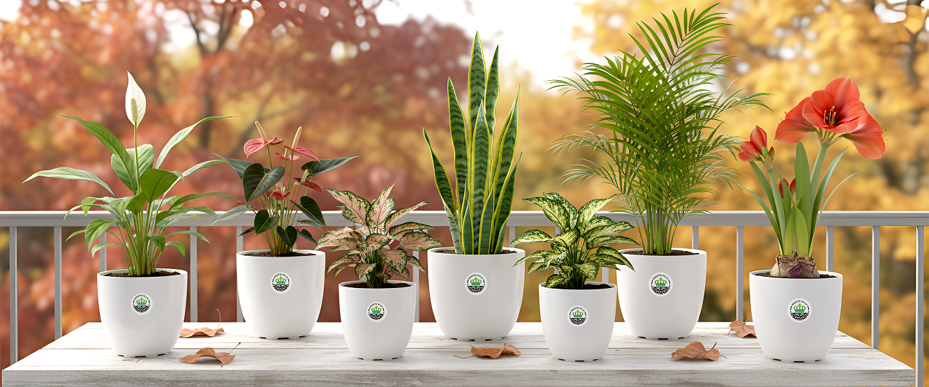 Autumn-Friendly Indoor Plants That Thrive in Cooler Months | Best Indoor Plants for Fall