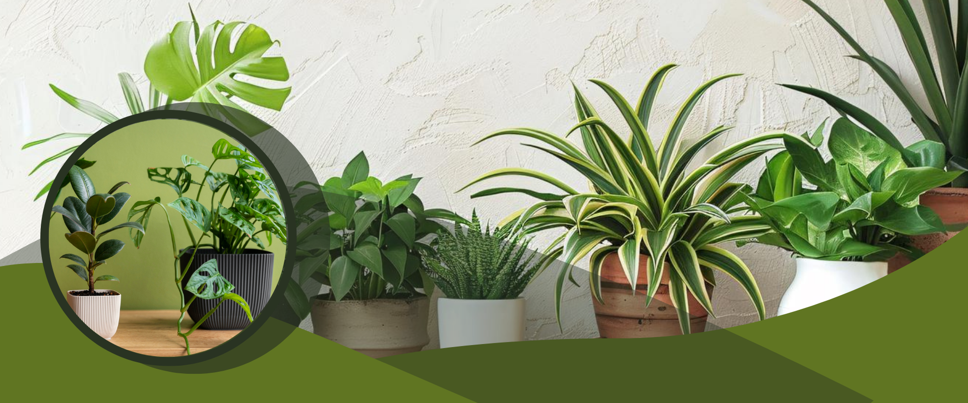 Top Indoor Plants to Grow in June for a Cooler, Greener Home